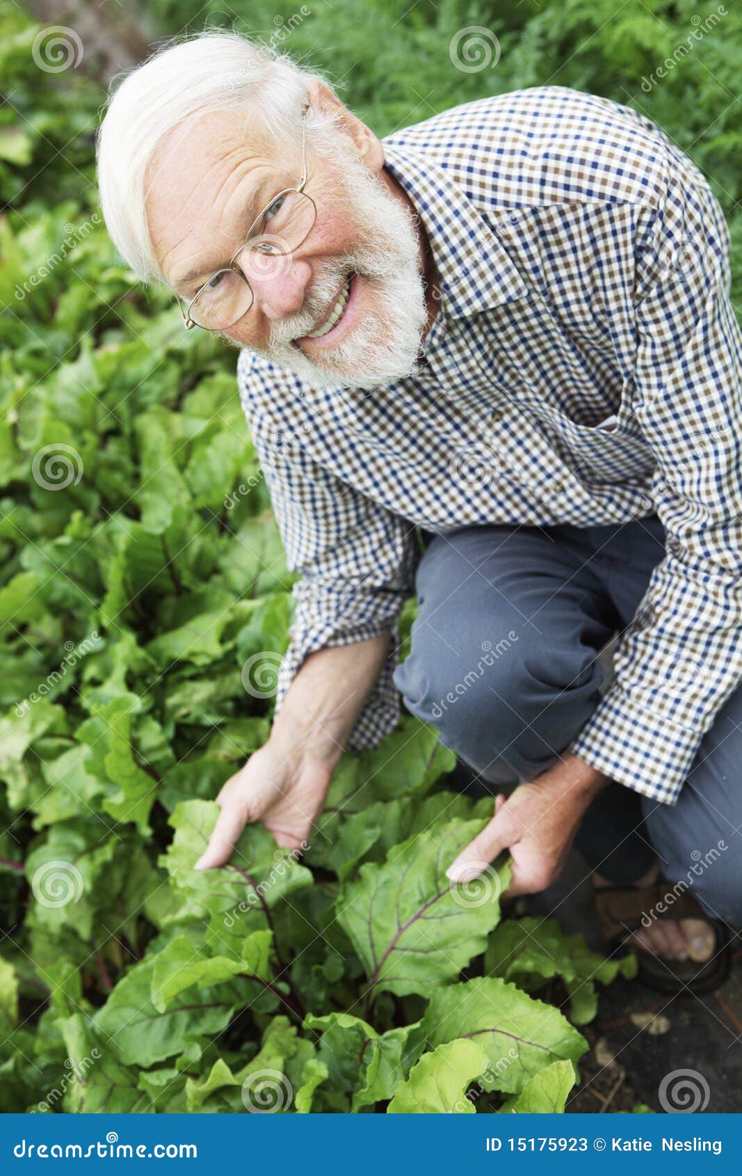 organic farmer inspecting beetroot crop