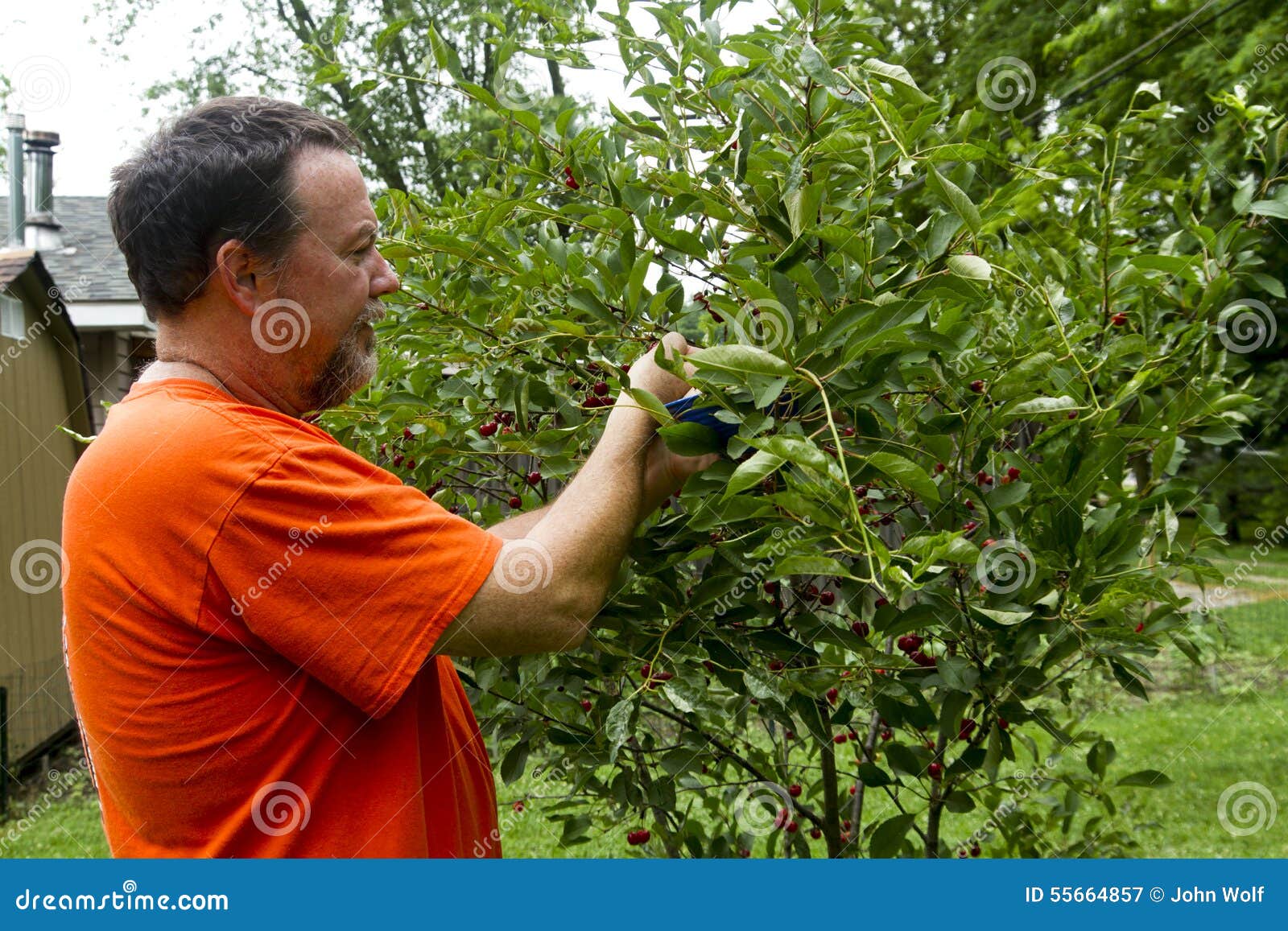 Organic Farmer Picking Sweet Cherries Stock Image Image of fruit