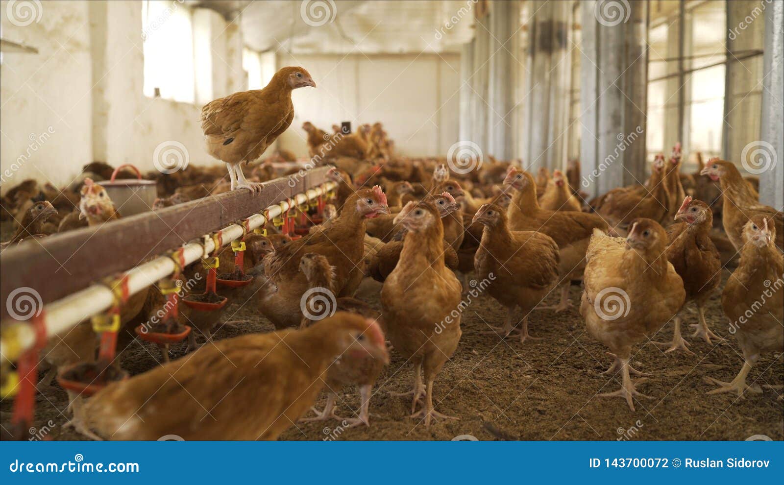 Organic Farming, Animal Rights, Back To Nature Concept. Group of Free-range  Chicken Freely Grazing Outside of Organic Farm Stock Photo - Image of  domestic, grass: 143700072
