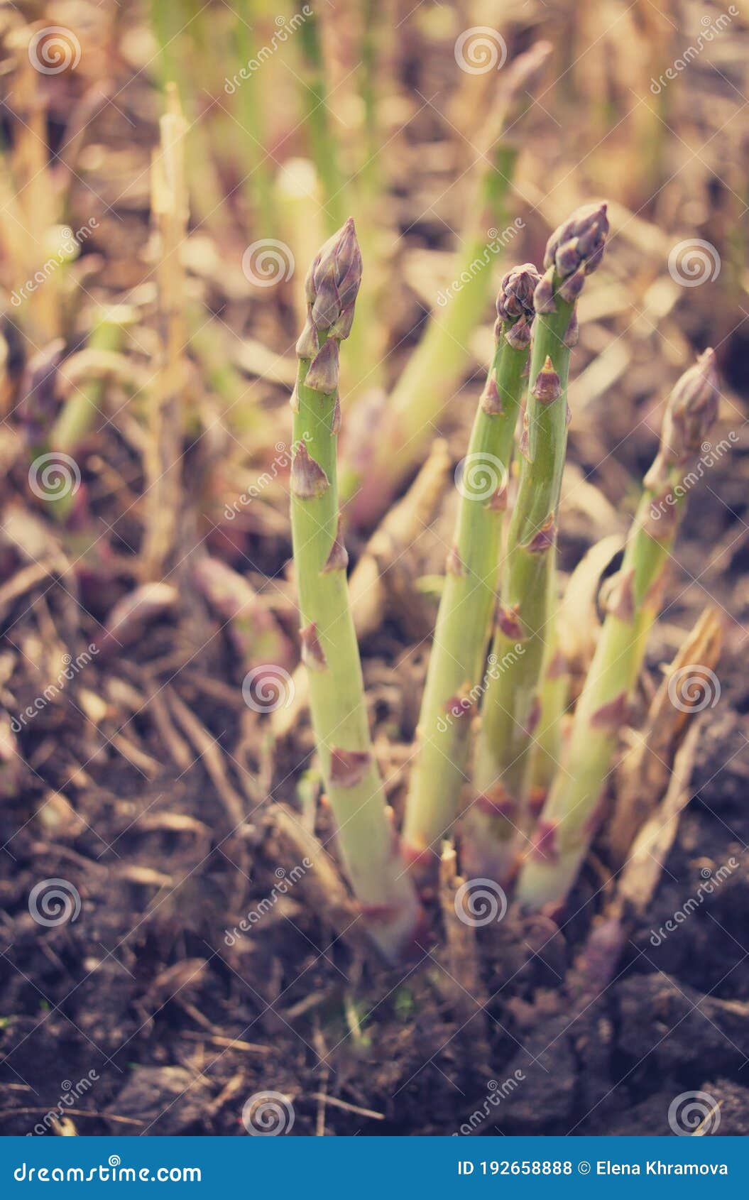 Organic Farming Asparagus Growing in Black Soil. Selective Focus Stock