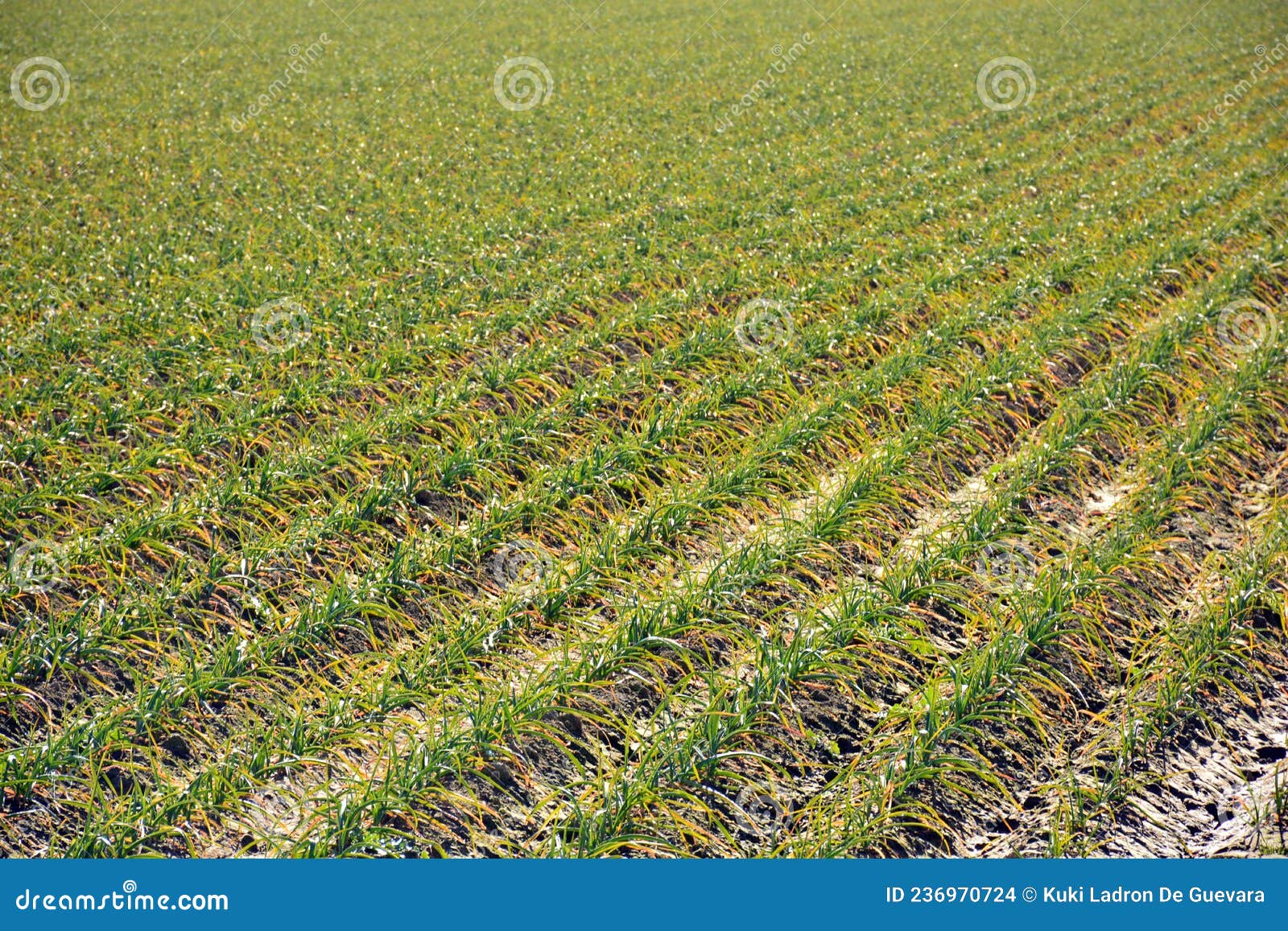 crop garlic plantation in autumn