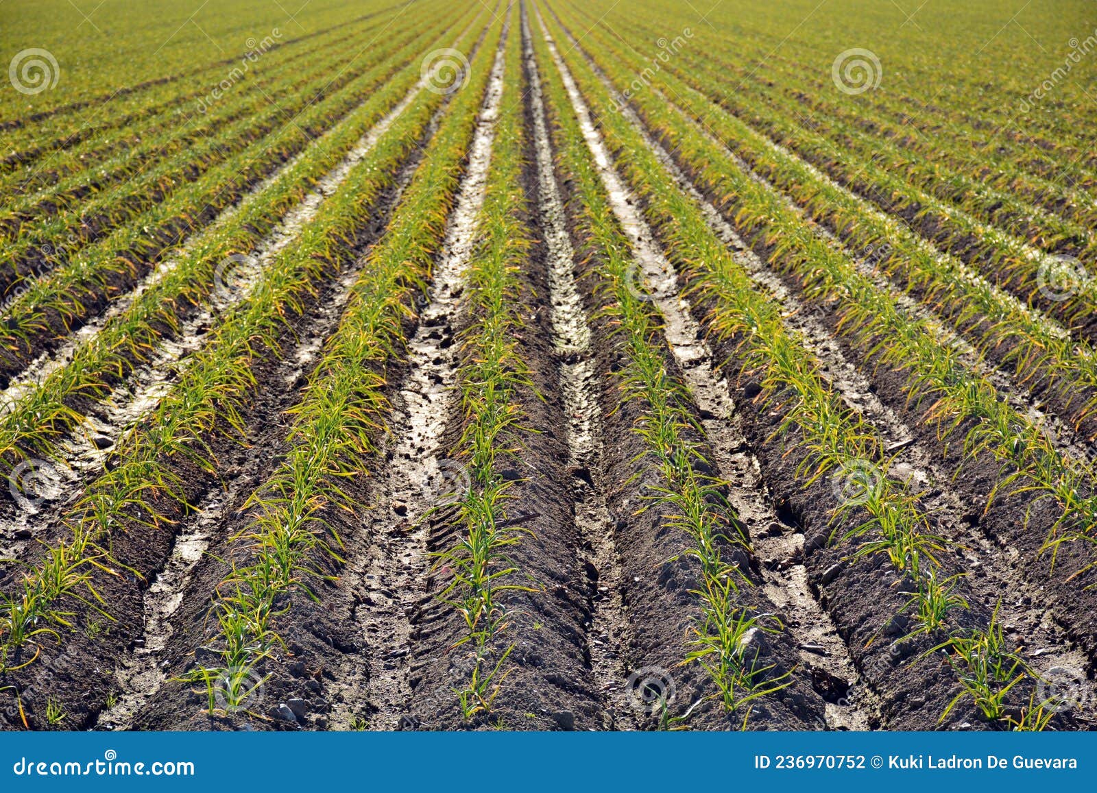 crop garlic plantation in autumn