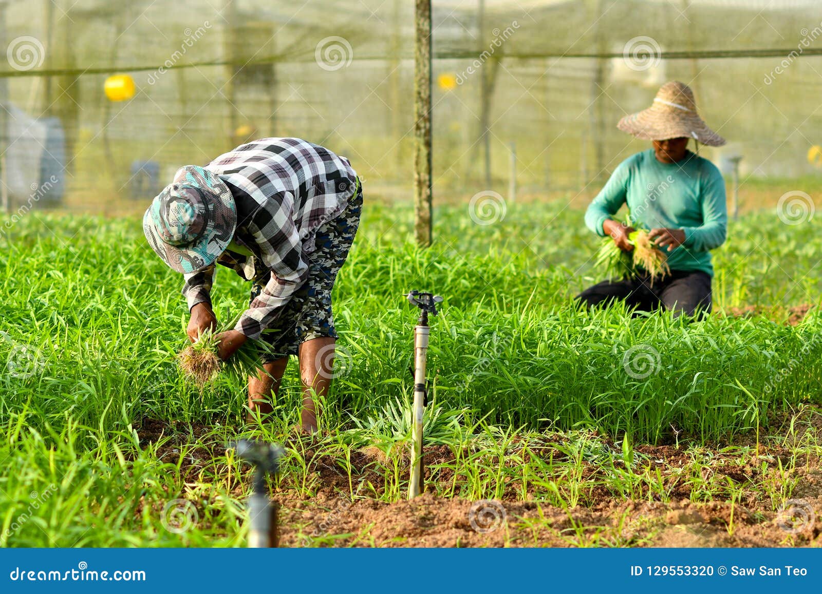 Farmer Harvesting In Organic Farm Editorial Image Image Of Agriculture Organic 129553320