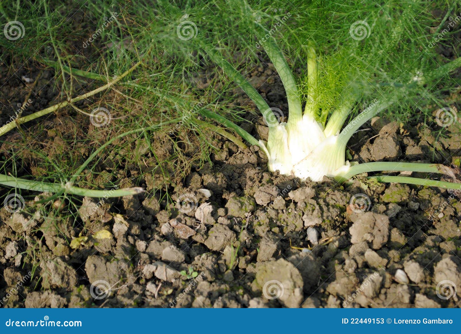 Organic Fennel Still in Soil Stock Image Image of vegetable, fennel