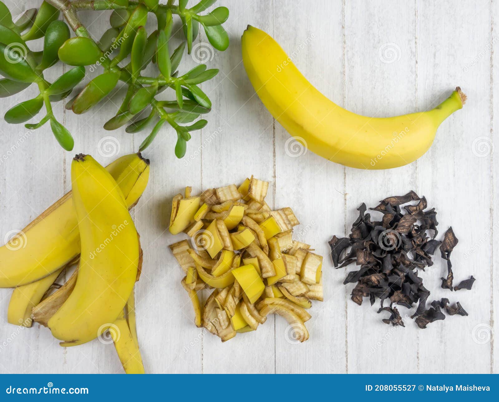 Organic Fertilizer Made from Banana Peel. Stock Image Image of