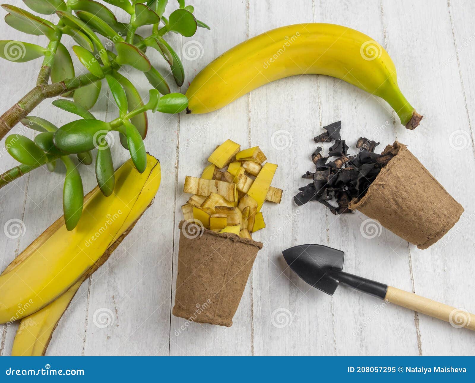 Organic Fertilizer Made from Banana Peel. Stock Image Image of
