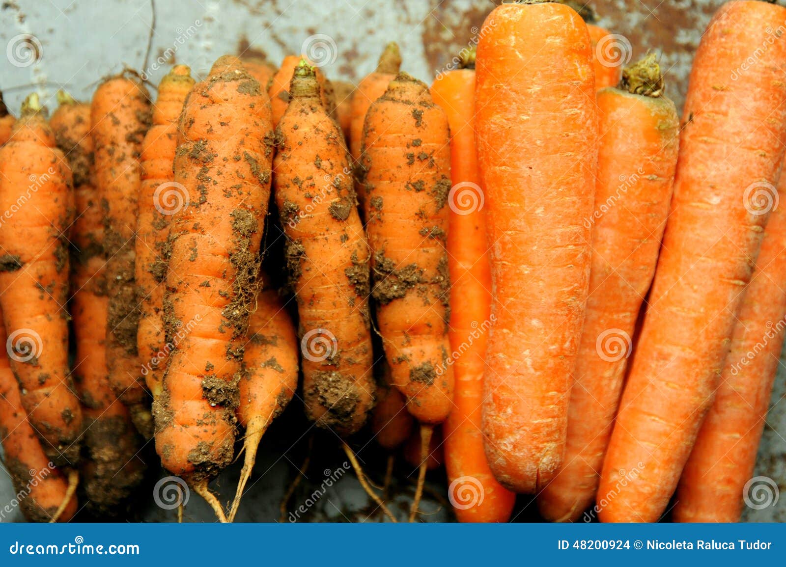 Organic Food Versus Gmo Food Carrots Stock Photo Image Of Alkaline Contamination 48200924 organic-food-versus-gmo-food-carrots-stock-photo-image-of-alkaline-contamination-48200924