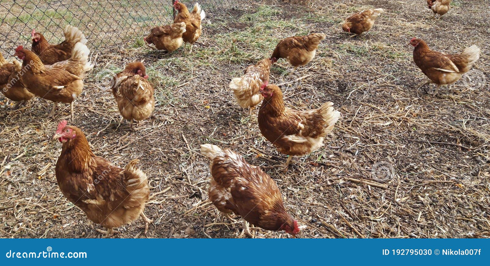 Organic Free Range Chicken Farm Stock Photo Image of nature, farming