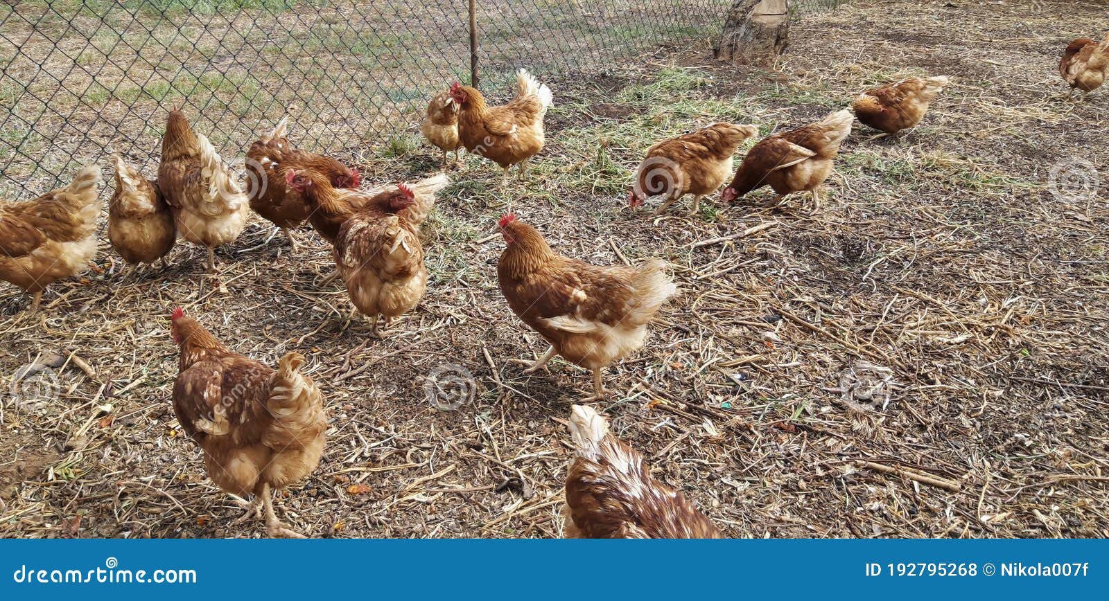 Organic Free Range Chicken Farm Stock Photo Image of chicken, closeup