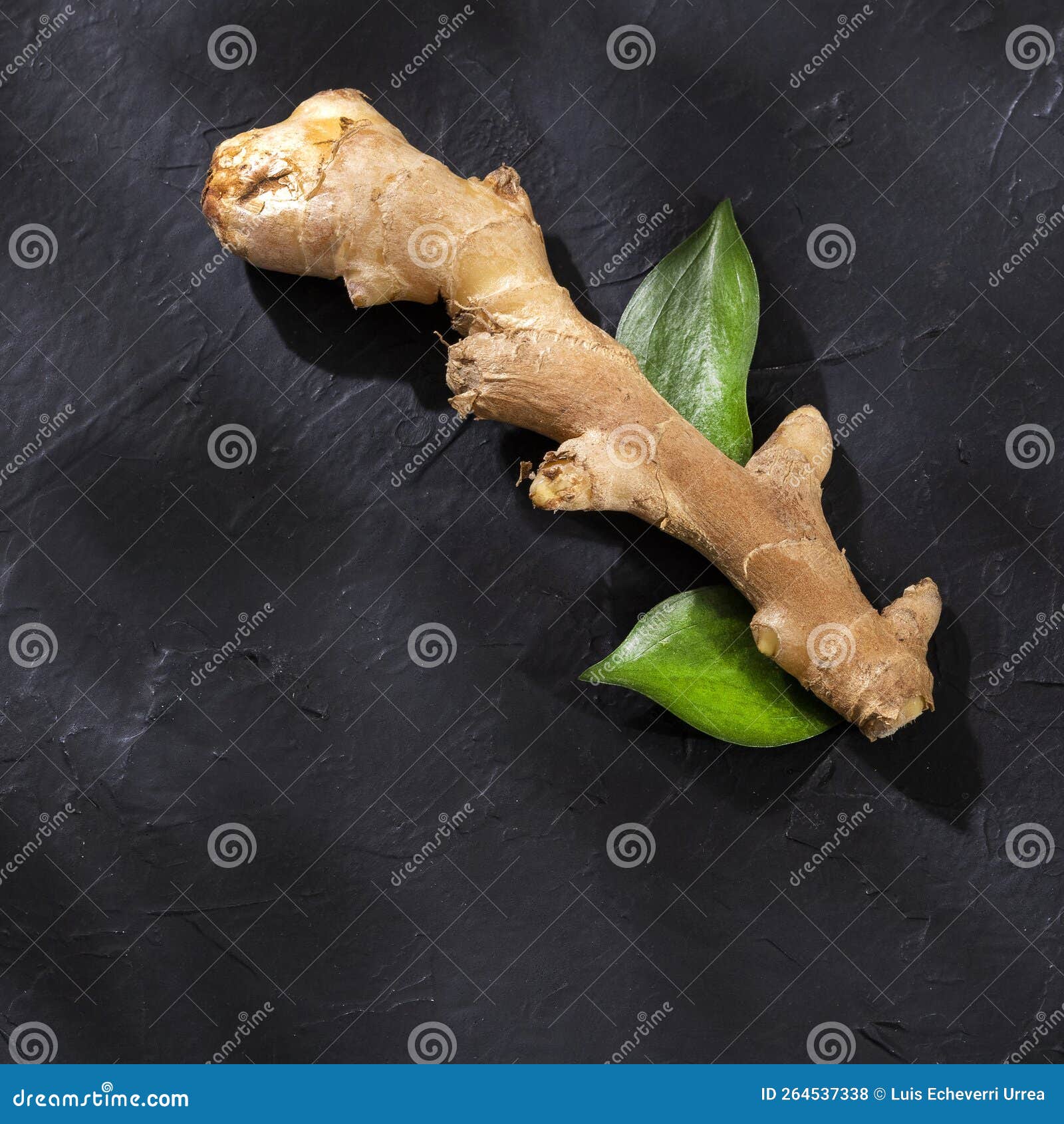 Zingiber Officinale Organic Fresh Ginger Root Stock Photo Image of