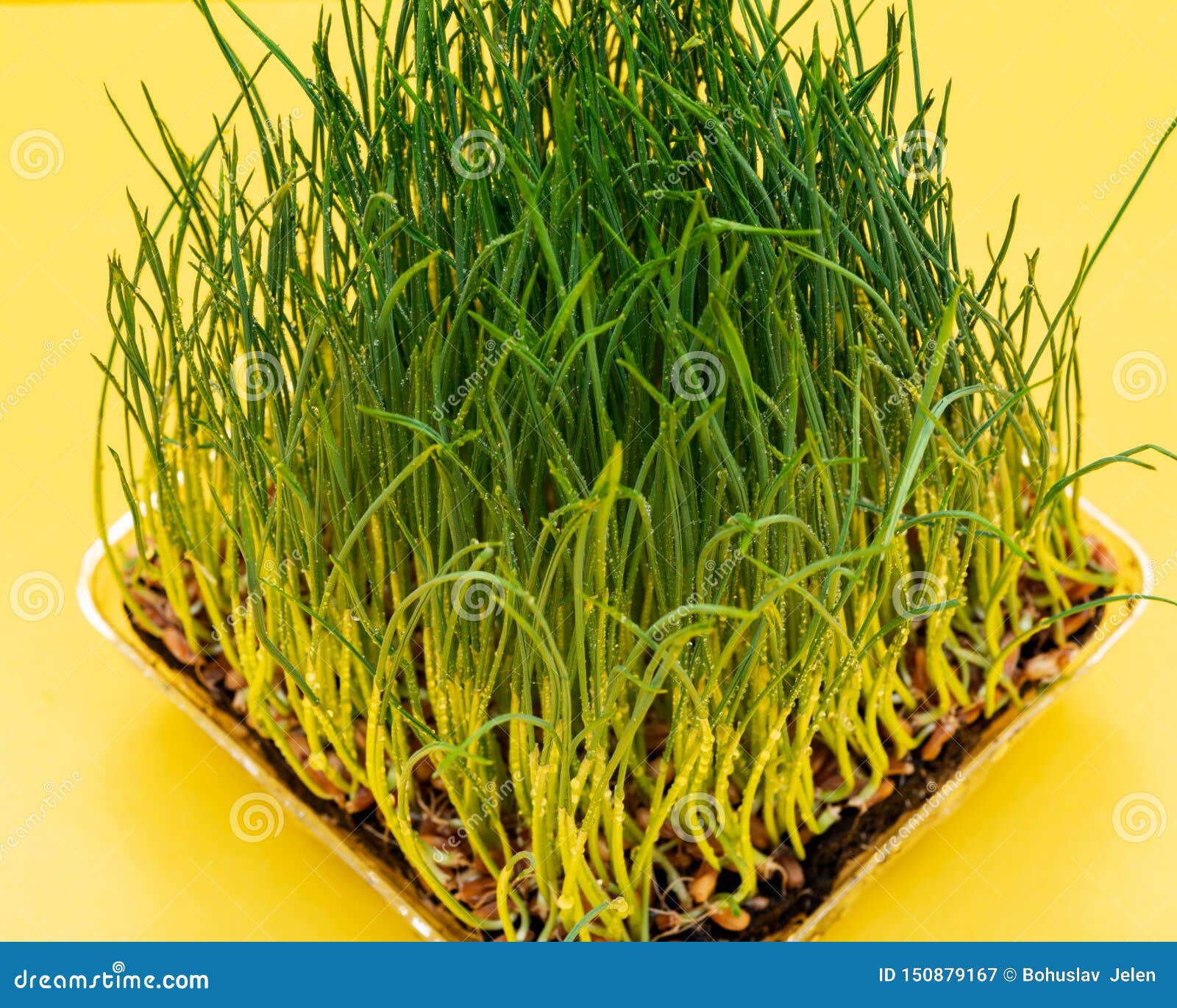 Organic Fresh Green Wheat Grass In Sprout Tray On Bright Yellow