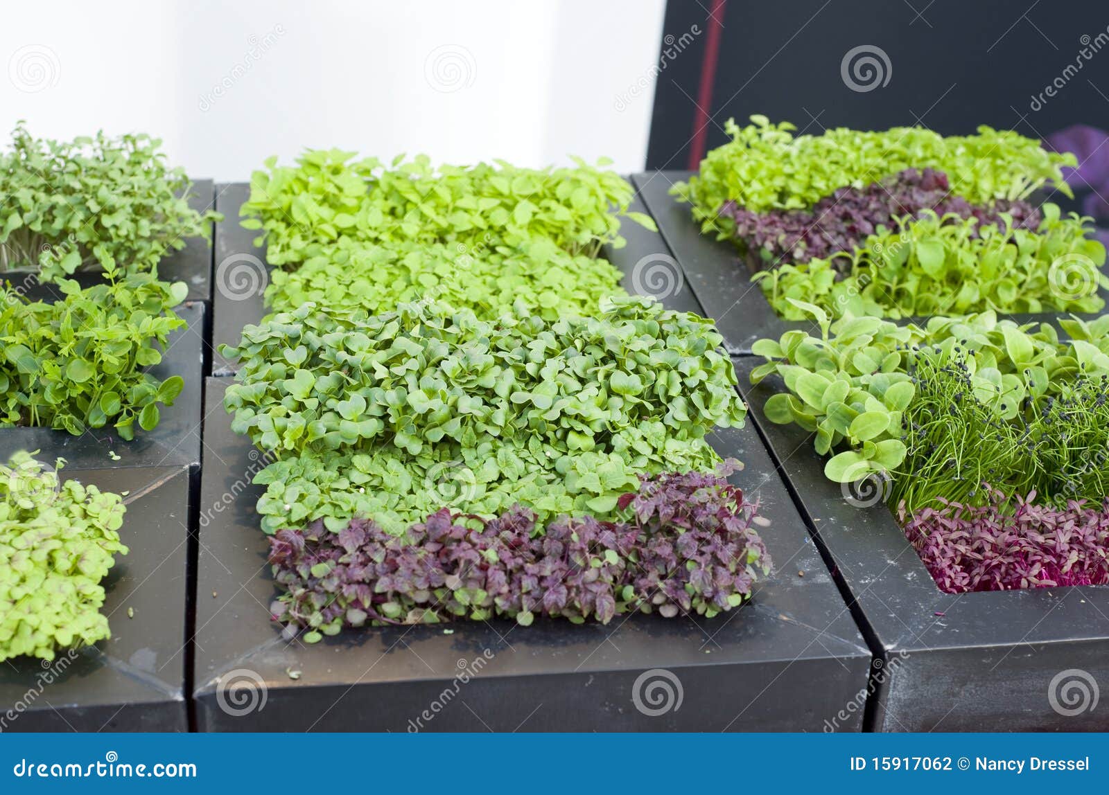 Organic fresh sprouts stock photo. Image of broccoli 15917062