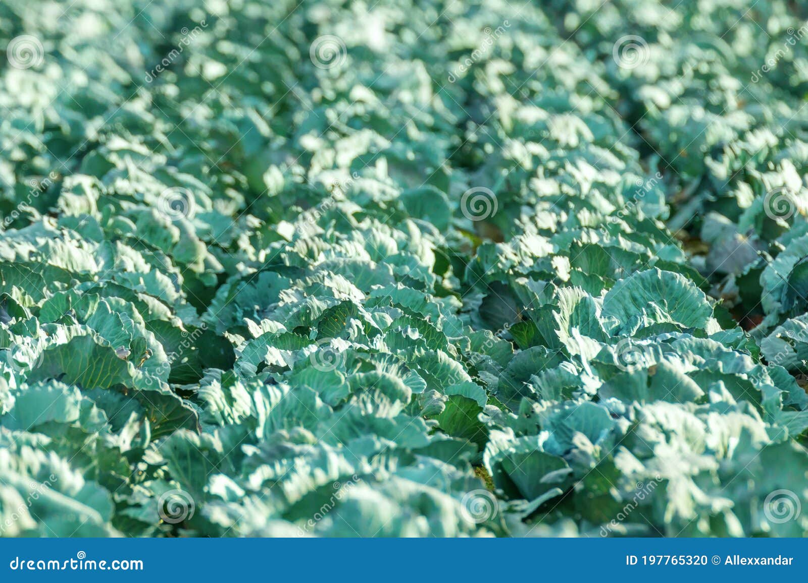 Organic Freshly Growing Cabbage Field Stock Photo Image of growth, leafy 197765320