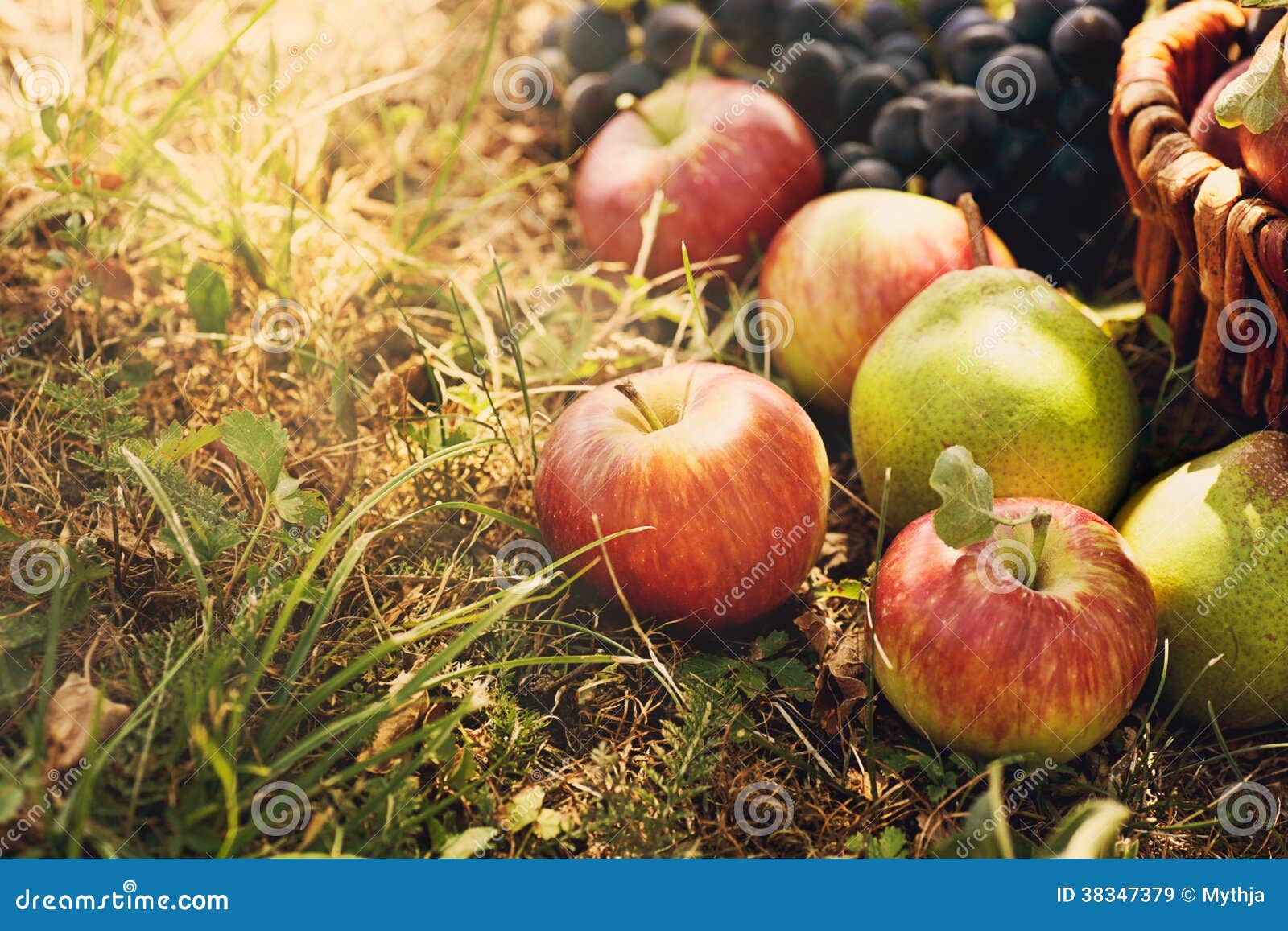 https://thumbs.dreamstime.com/z/organic-fruit-summer-grass-basket-fresh-grapes-pears-apples-nature-38347379.jpg