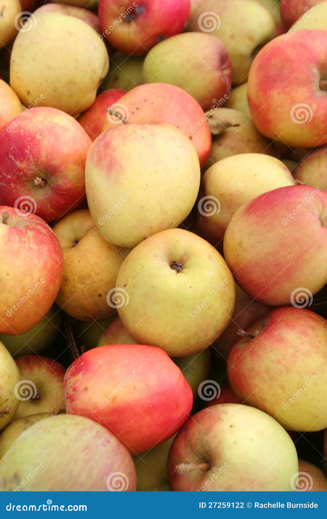 Organic Fuji Apples stock photo. Image of crop, farm 27259122
