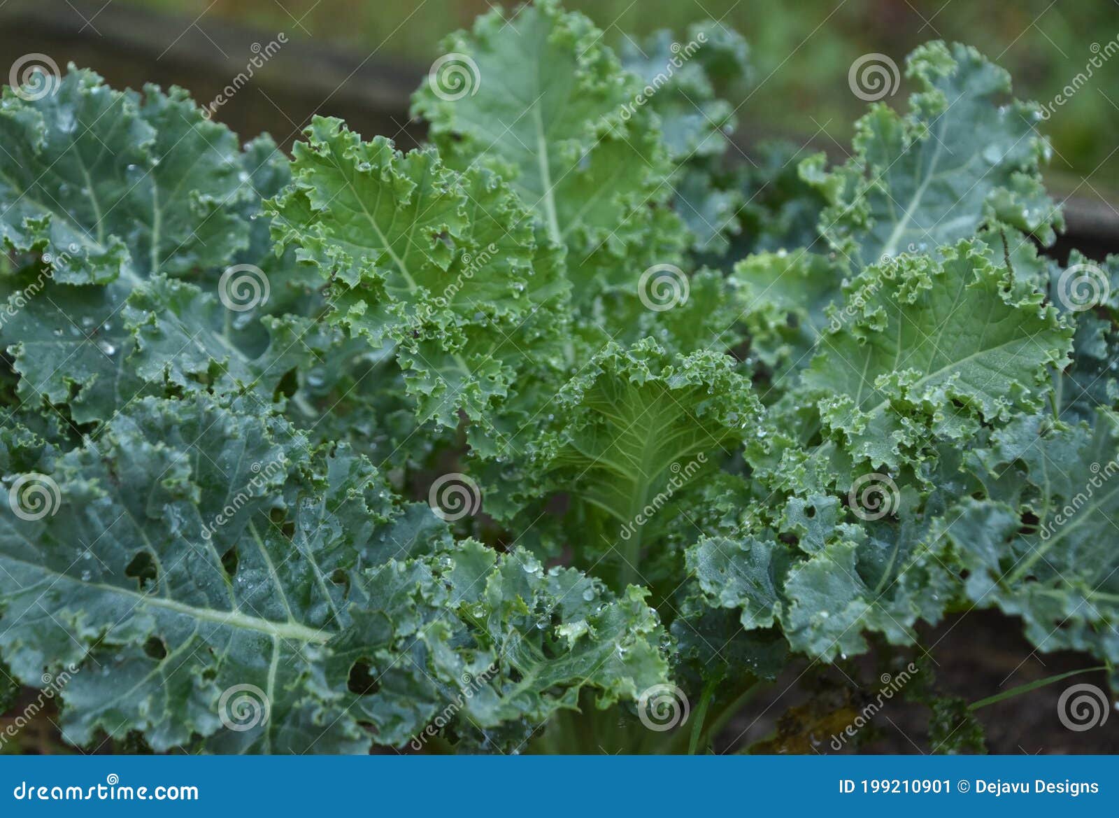 Organic Garden with Leafy Green Kale Growing Stock Image Image of