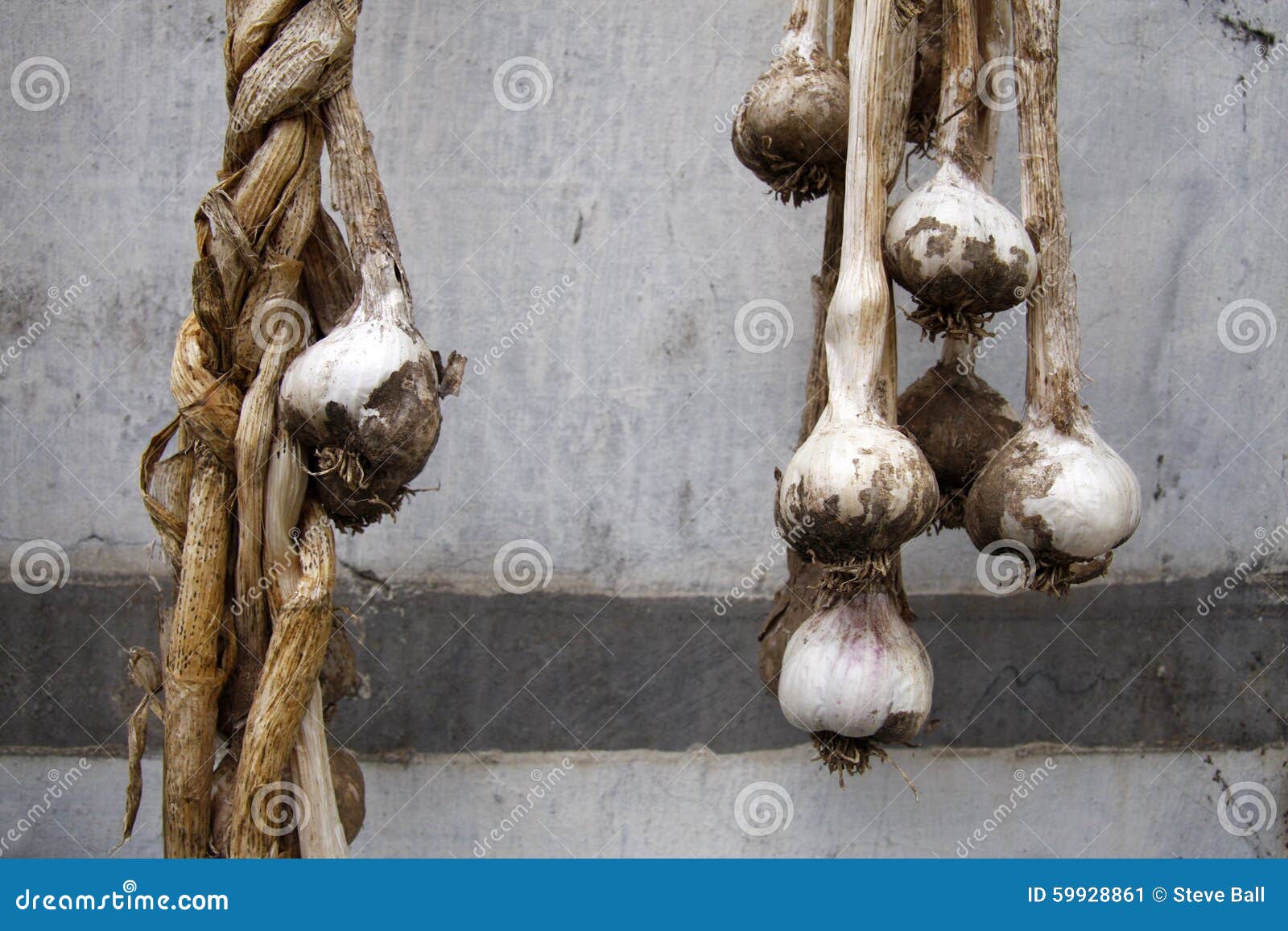 Organic Garlic Bulbs Drying Stock Image Image of hanging, plant 59928861
