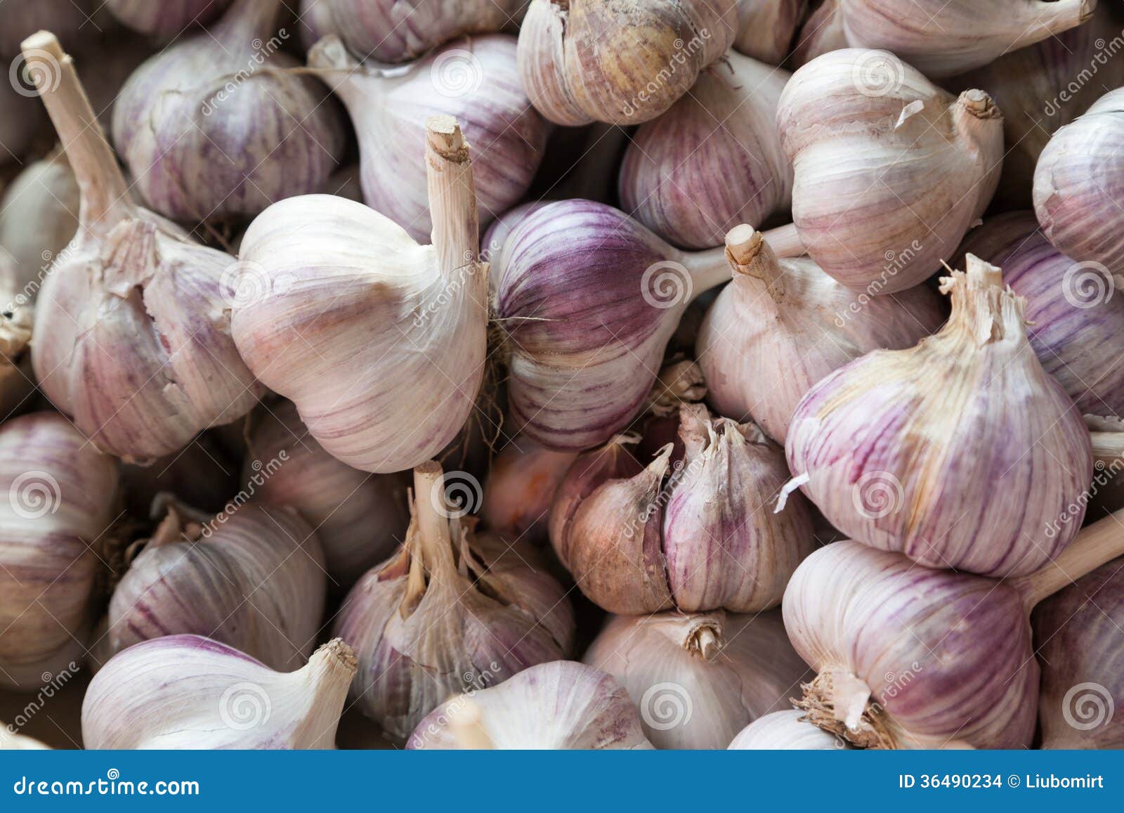 Organic garlic stock photo. Image of vegetable, garlic 36490234