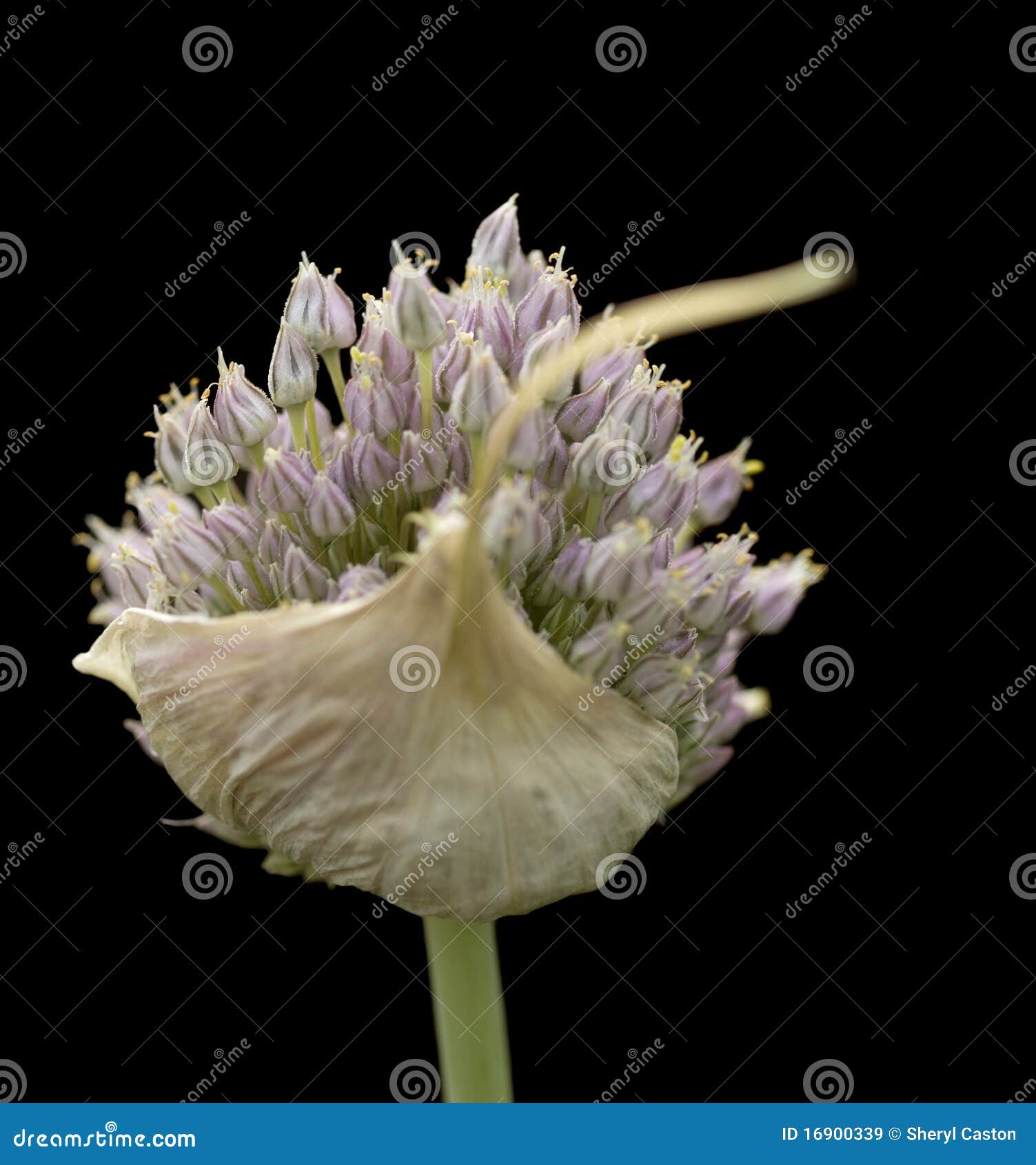 Organic Garlic Flower Head Herb Isolated On Black Stock Image Image