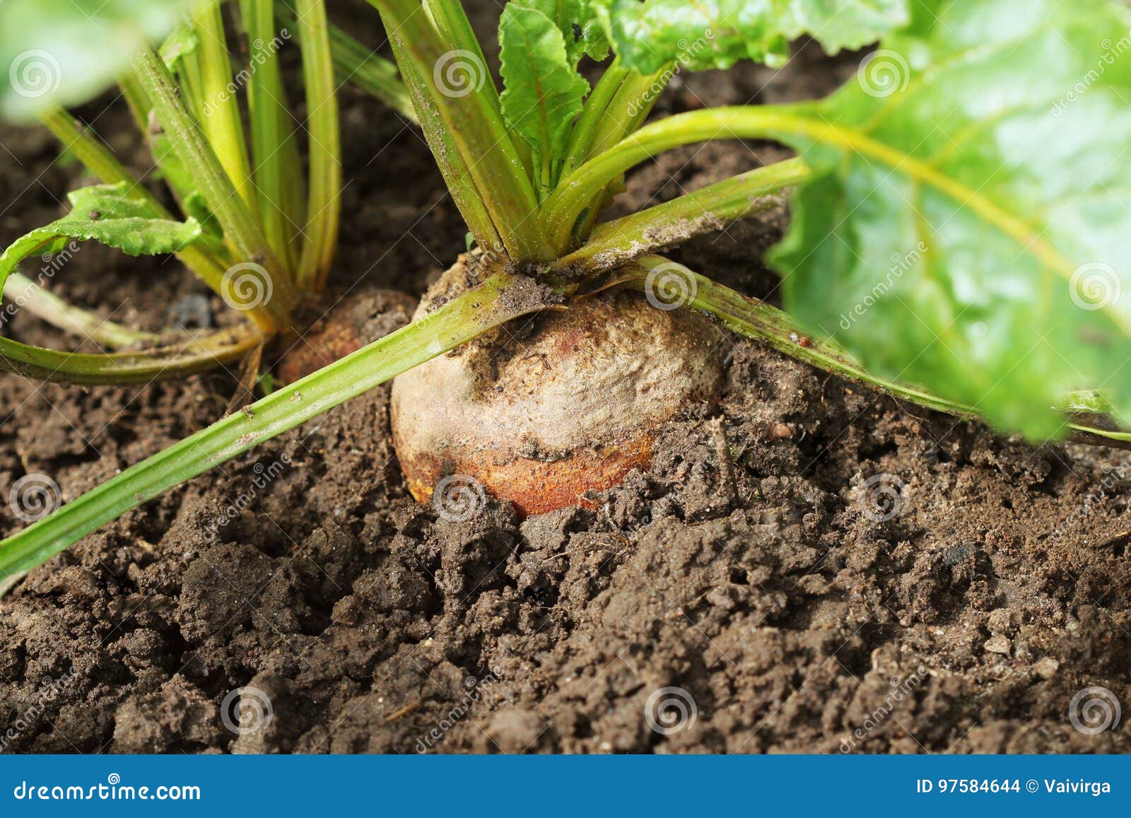 Organic Golden Beets Growing in Bed Stock Photo Image of diet, beets 97584644