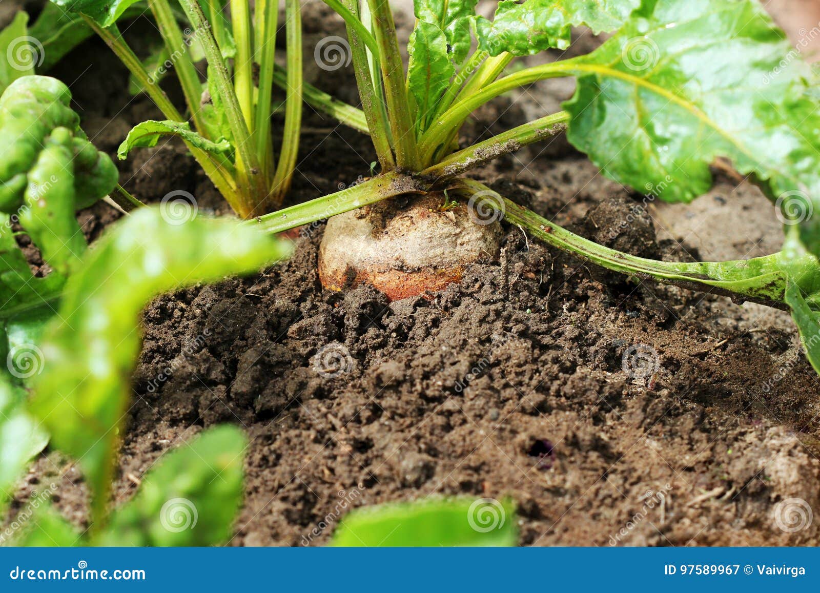 Organic Golden Beets Growing in Bed Stock Image Image of beetroot