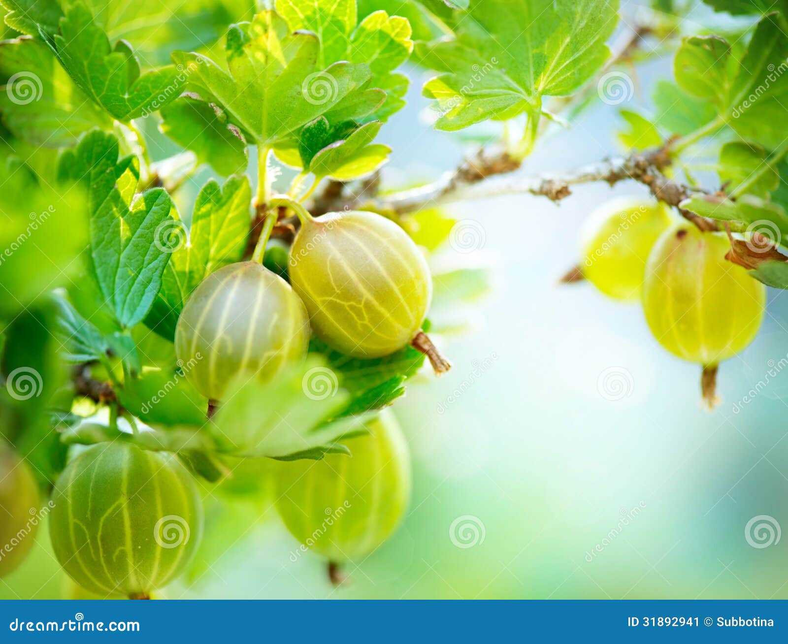 Cape gooseberry - Gastronomía Vasca: Escuela de Hostelería Leioa