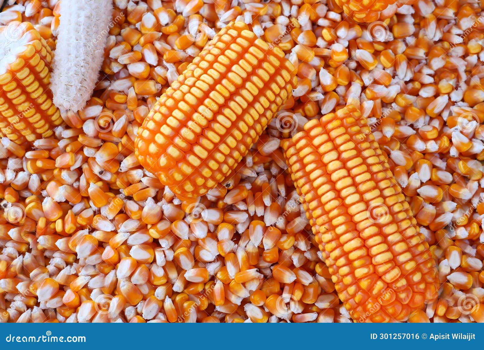 The Organic Grain Yellow Corn Seed or Maize and Dry Corn Cob Background