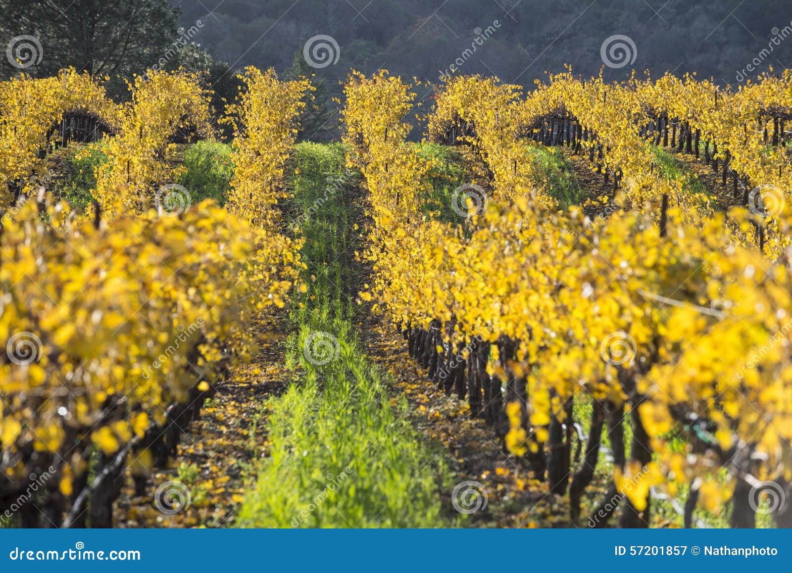 Organic Grape Vineyard, California. Stock Image Image of california