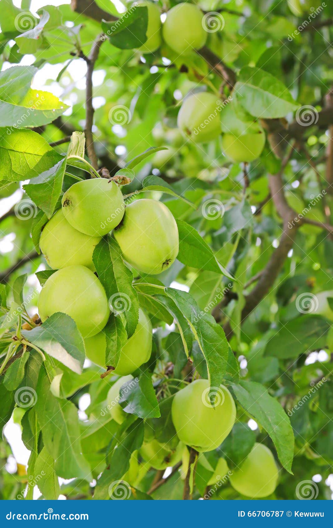 Organic Green Apple Tree with Fruit at the Orchard in Austria, E Stock Image Image of