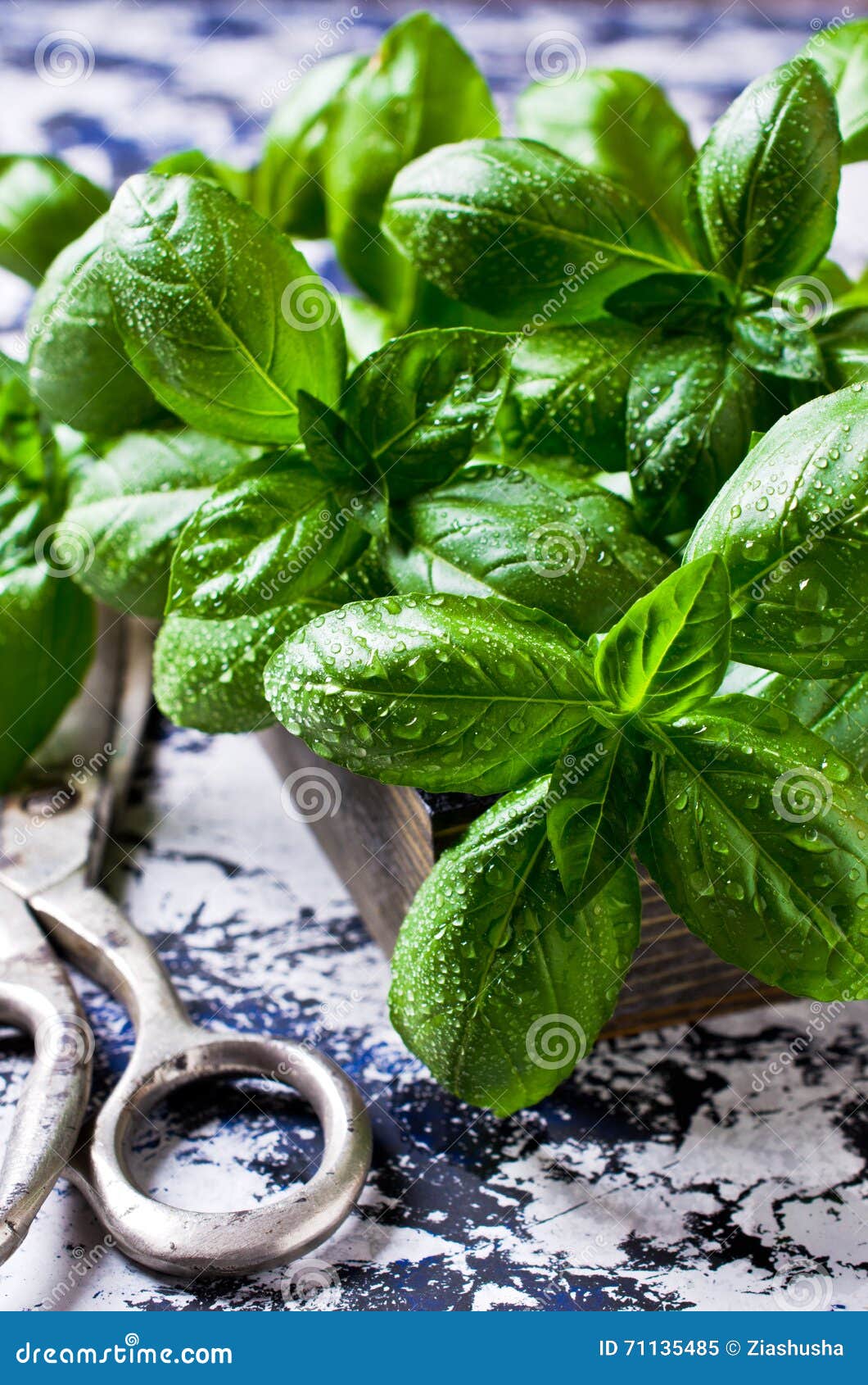 Organic green basil stock image. Image of crop, aroma 71135485