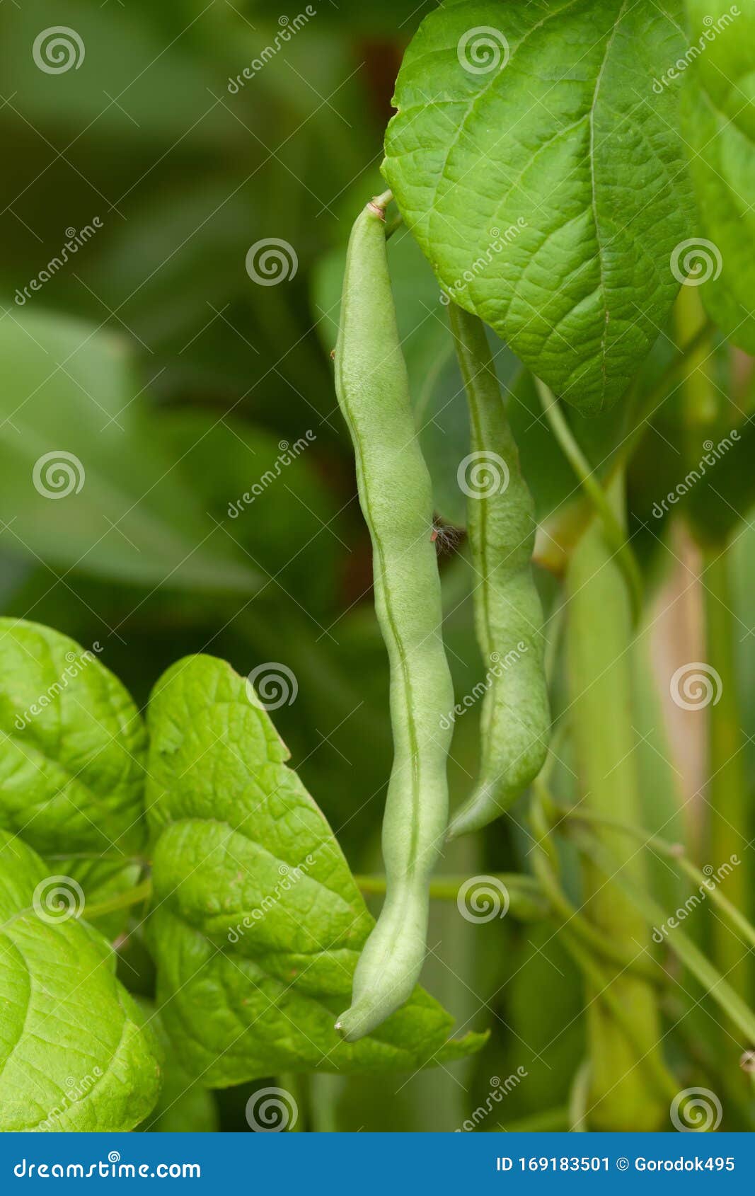 Organic Green Beans Pod Macro View. Shallow Depth of Field. Stock Image