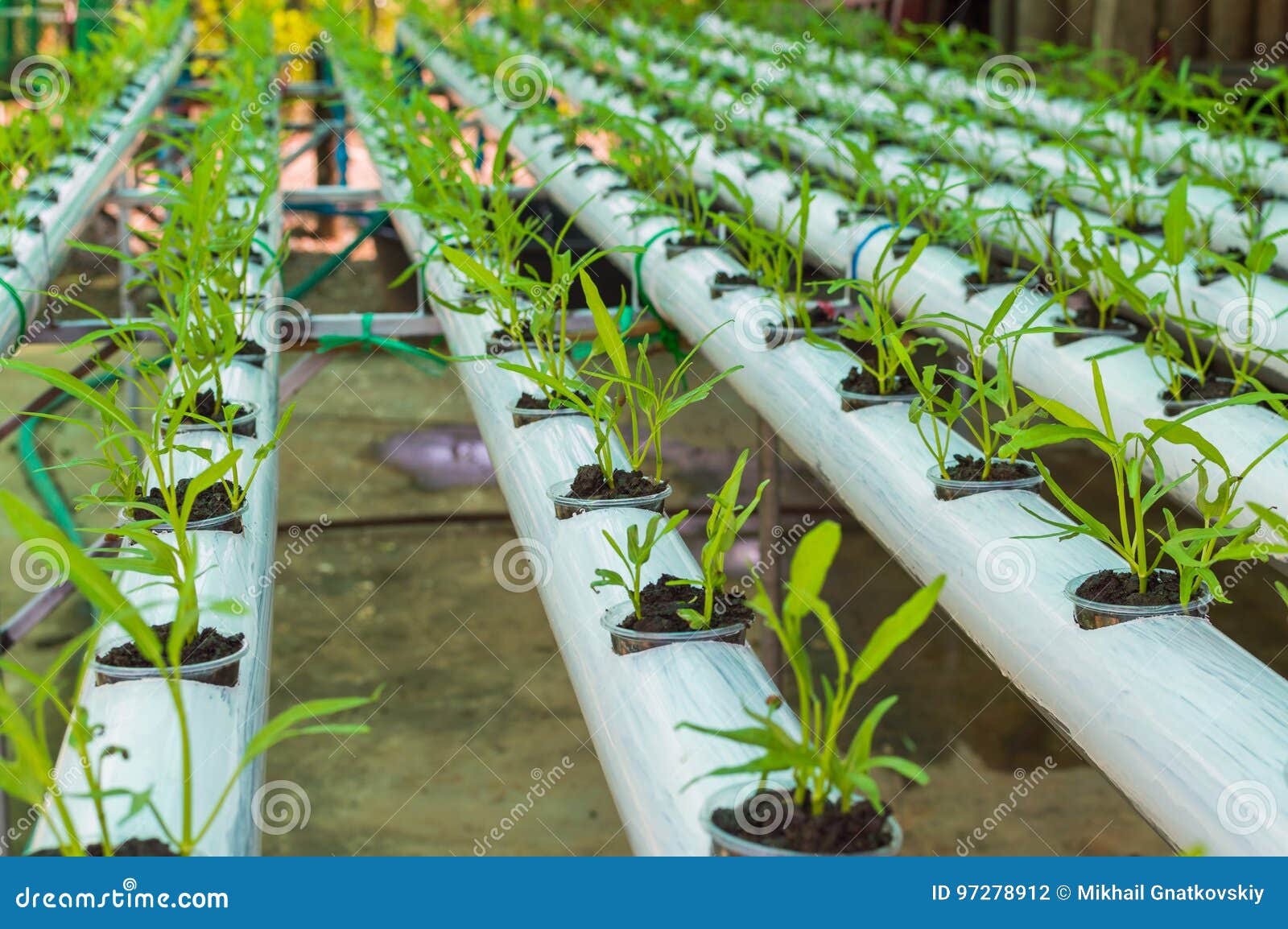 Organic Green Lettuce Small Plants or Salad Vegetable Grown from