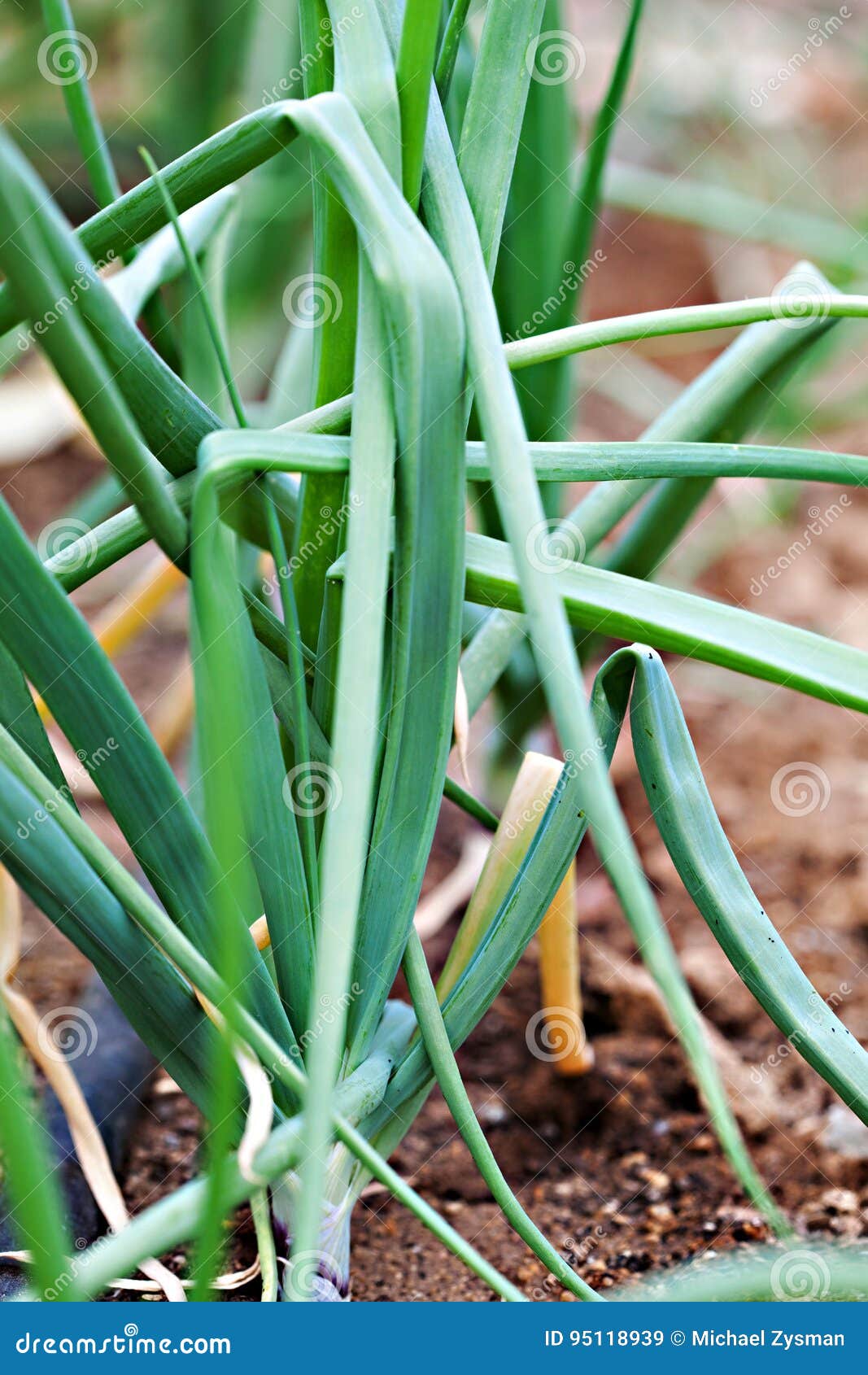 Organic Green Onions stock image. Image of onion, natural 95118939