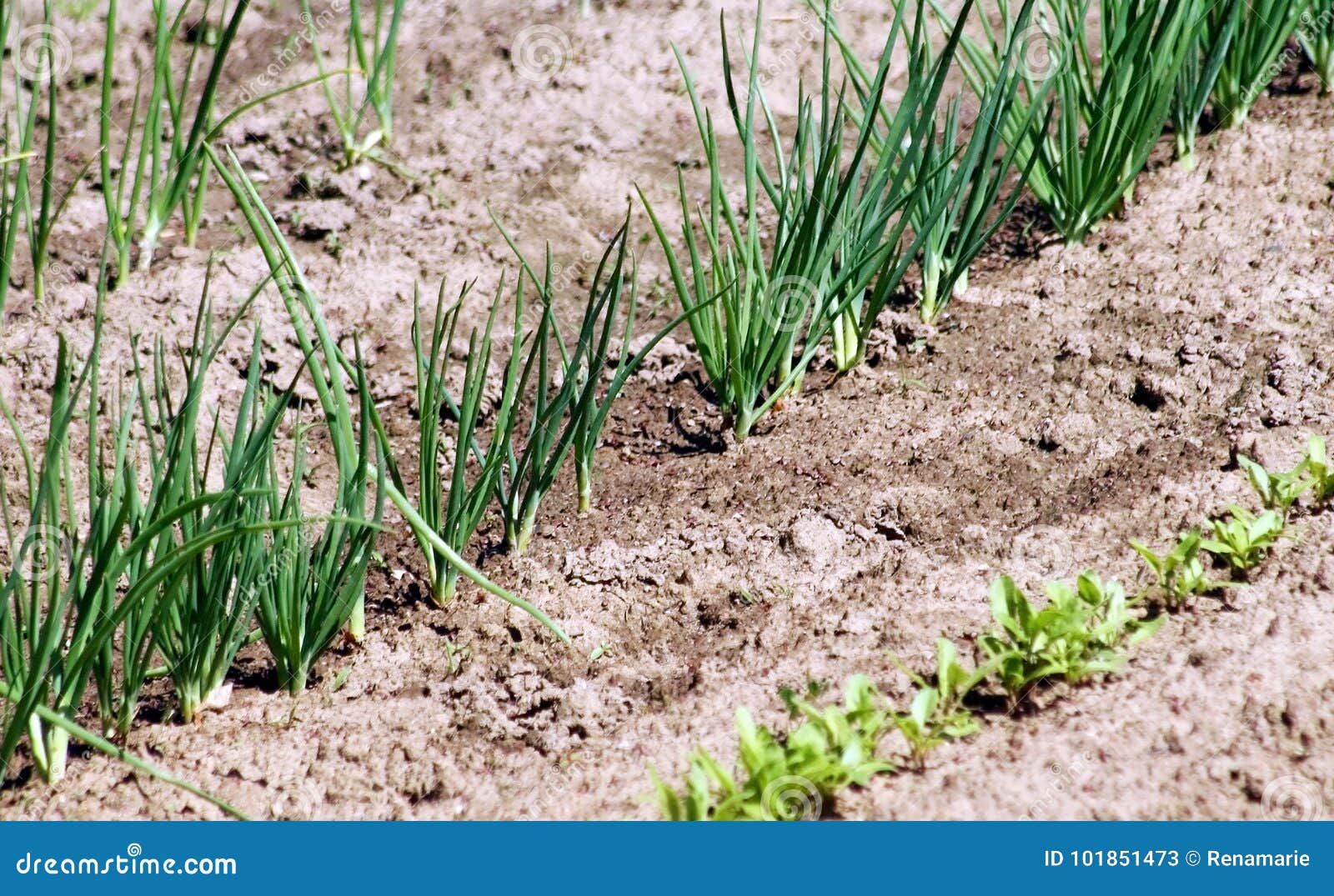 Organic Green Onions Growing in Vegetable Garden Stock Image Image of