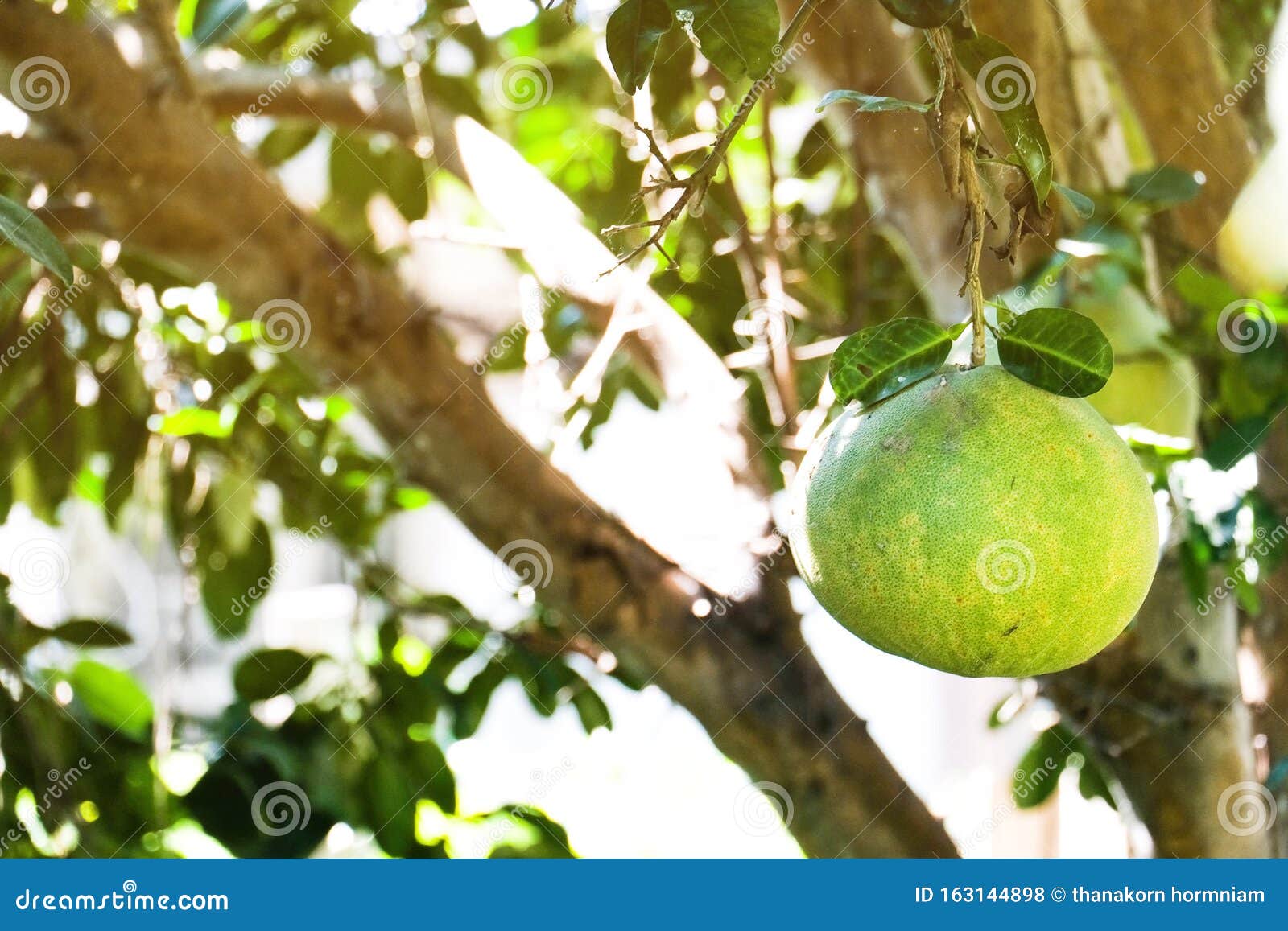 Organic Green Pomelo in Organic Farm Stock Photo Image of healthy