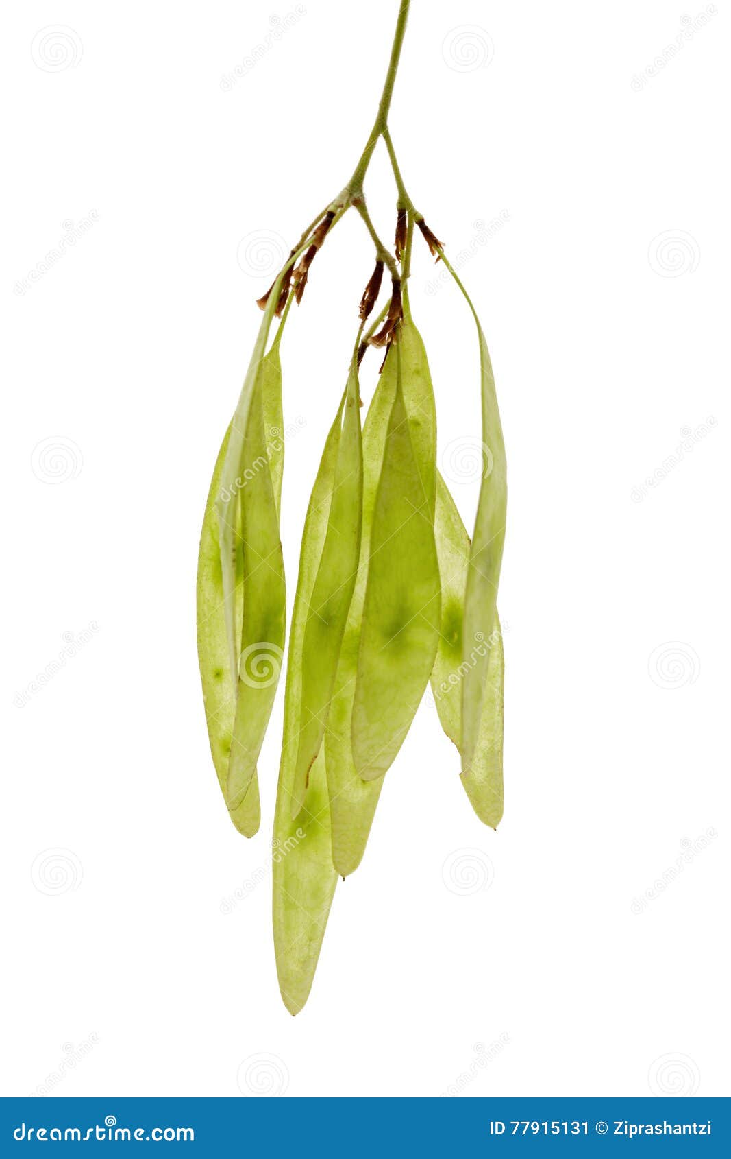 Dalbergia Or Rosewood Plant With Seed Stock Image Image Of Forest