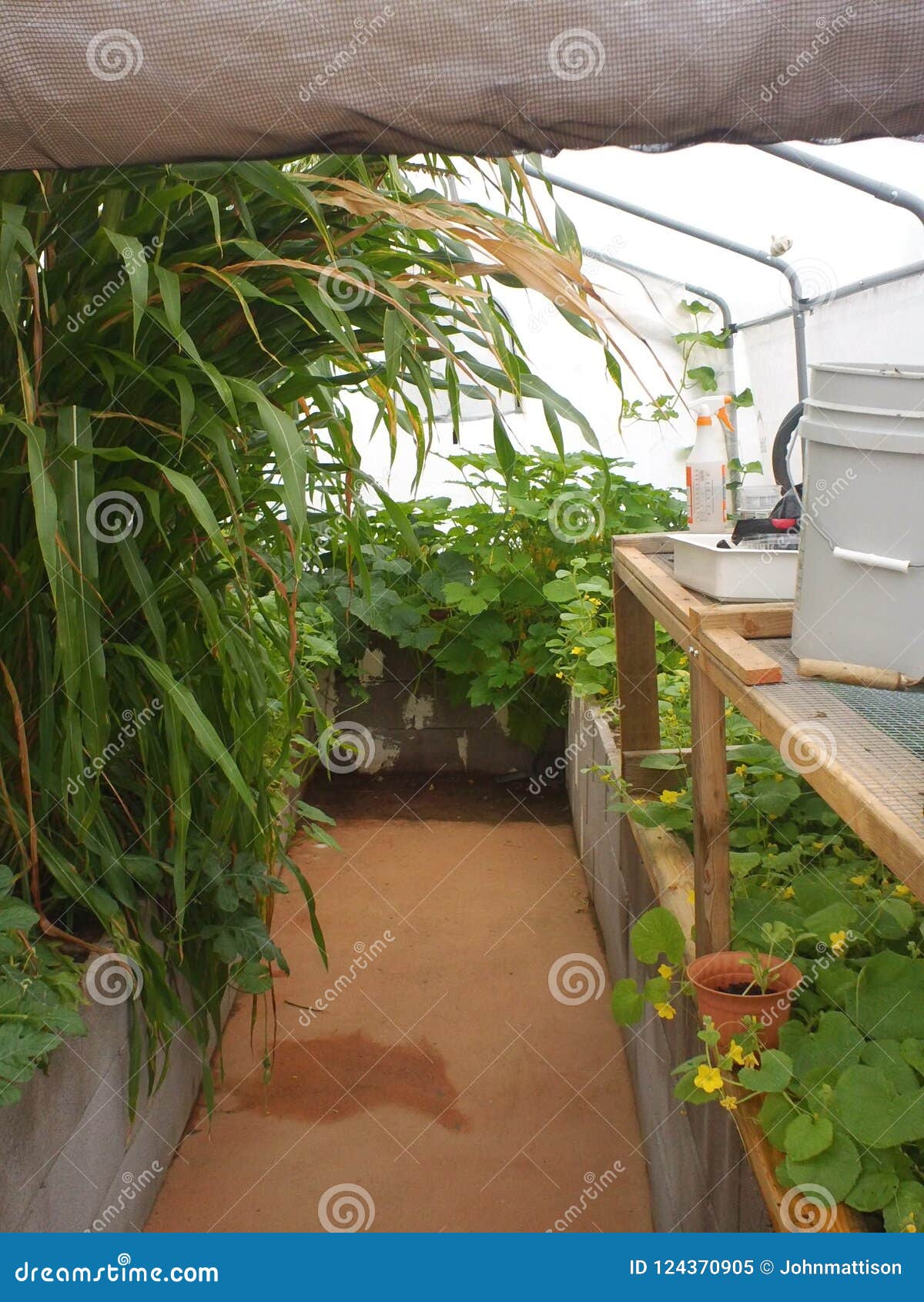 Growing corn in backyard