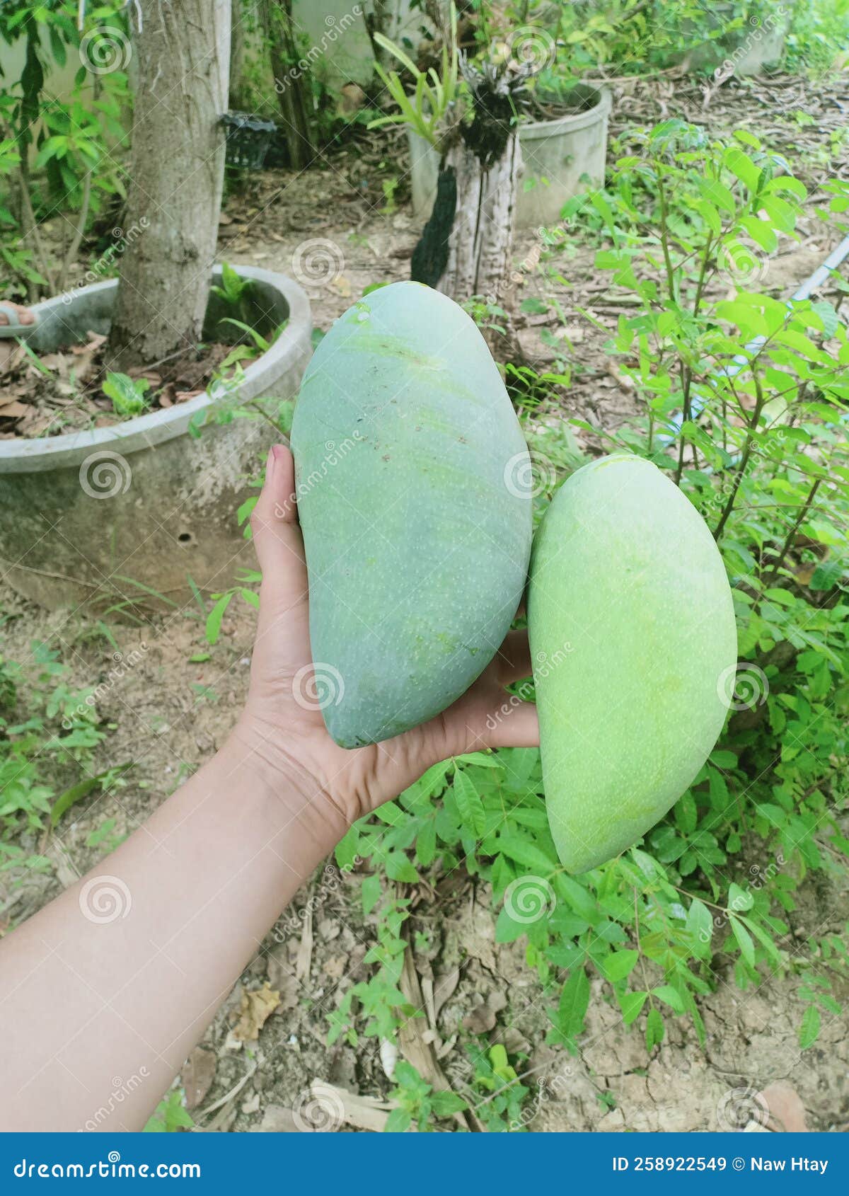 Organic Growth Green Mangoes Stock Image Image of lawn, produce