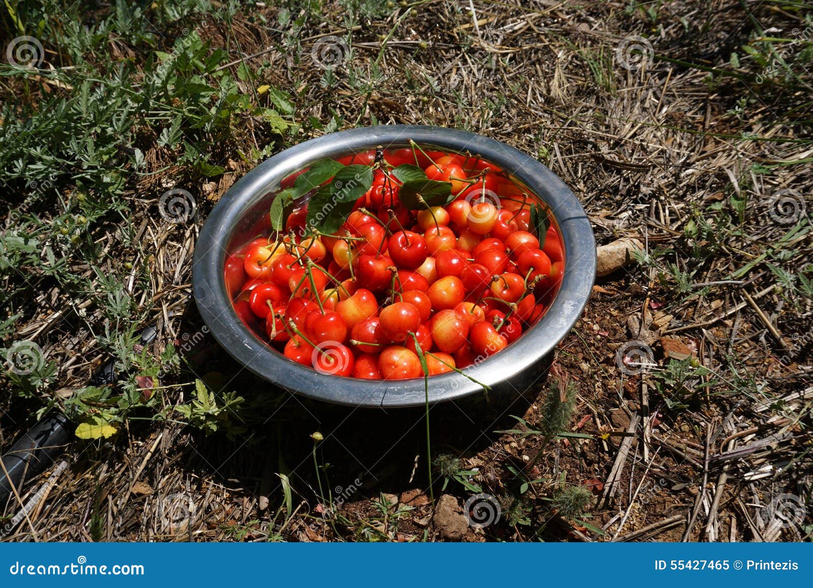 Organic Hand Picked Cherries Stock Image Image of diet, gourmet 55427465