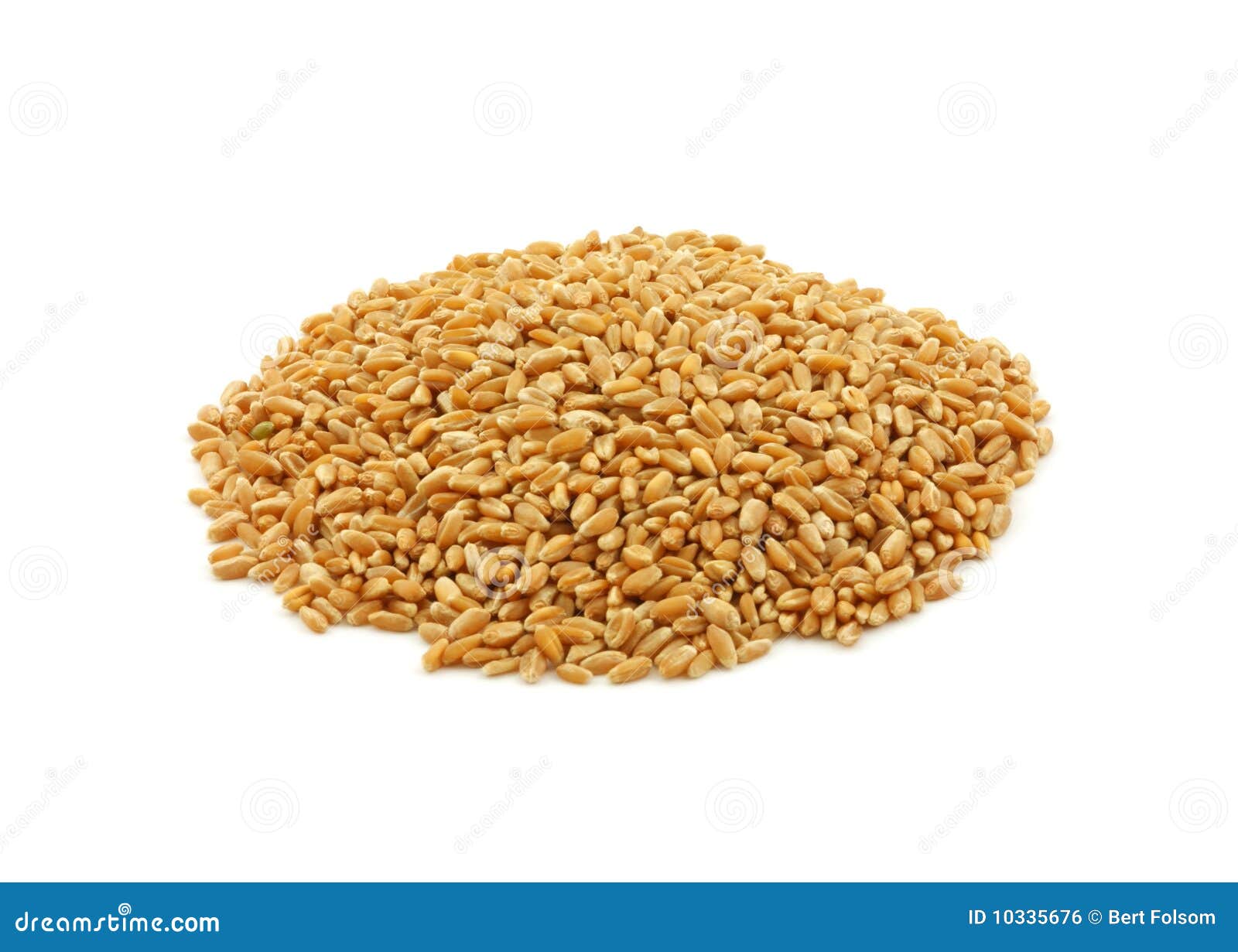 Organic Hard Red Winter Wheat Stock Photo - Image of white, small: 10335676