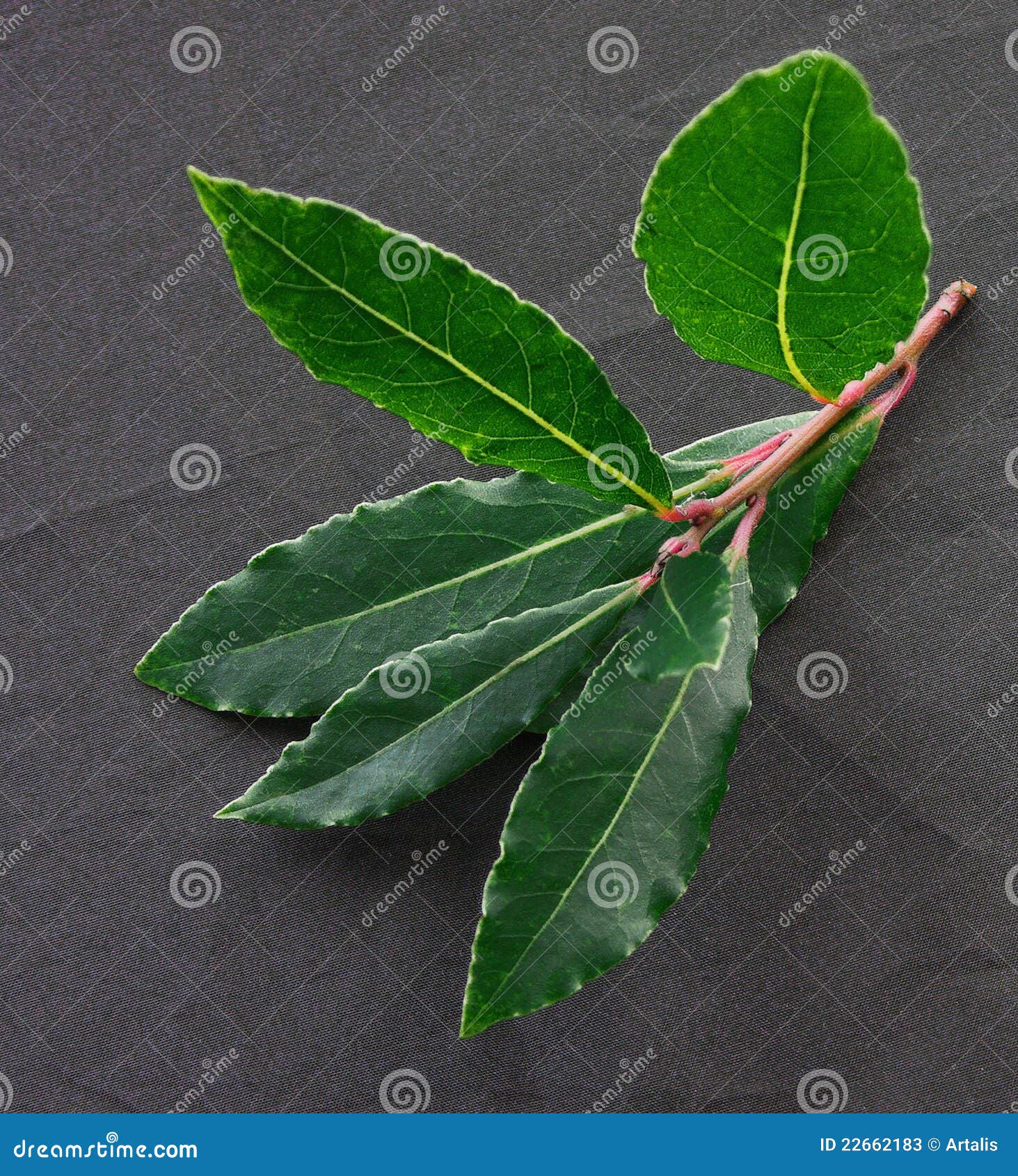 Organic Herb Bay Leaf stock image. Image of garden, food 22662183