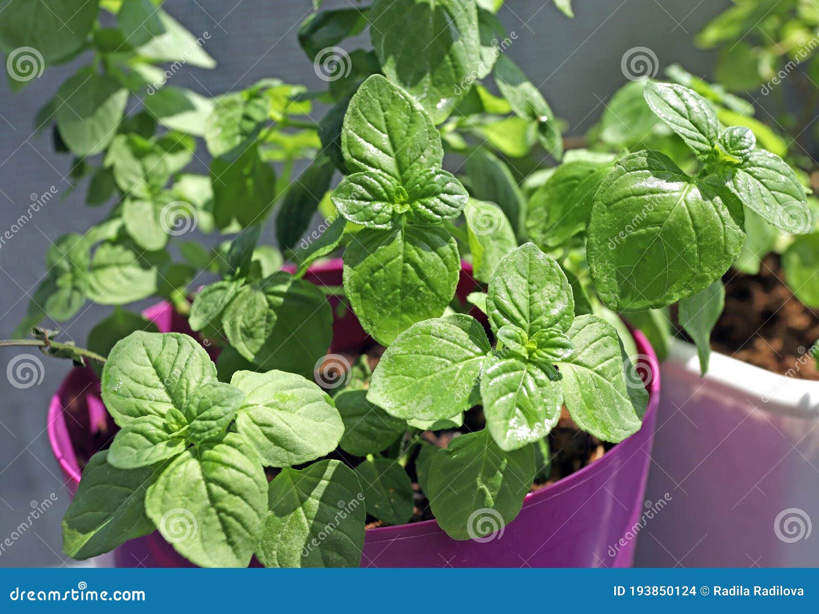 Organic Herb Peppermint Mentha on a Sunlight Stock Photo Image of
