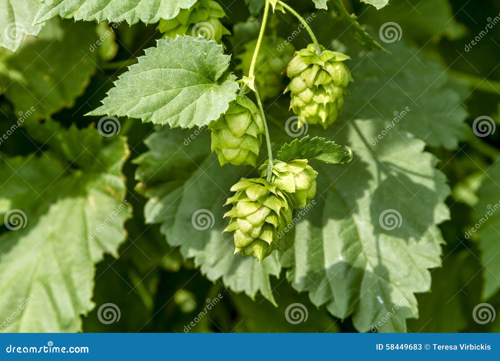 Organic Hops Plantation Ready To Harvest. Traditional Eco Beer Brewery