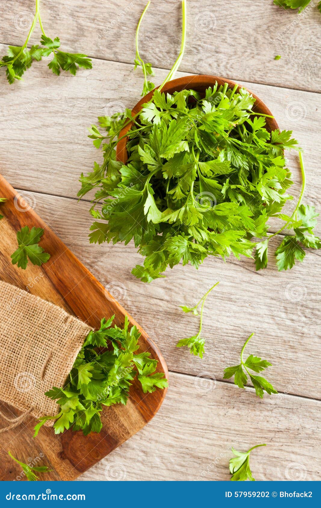 Organic Italian Flat Leaf Parsley Stock Photo Image of spice, bundle