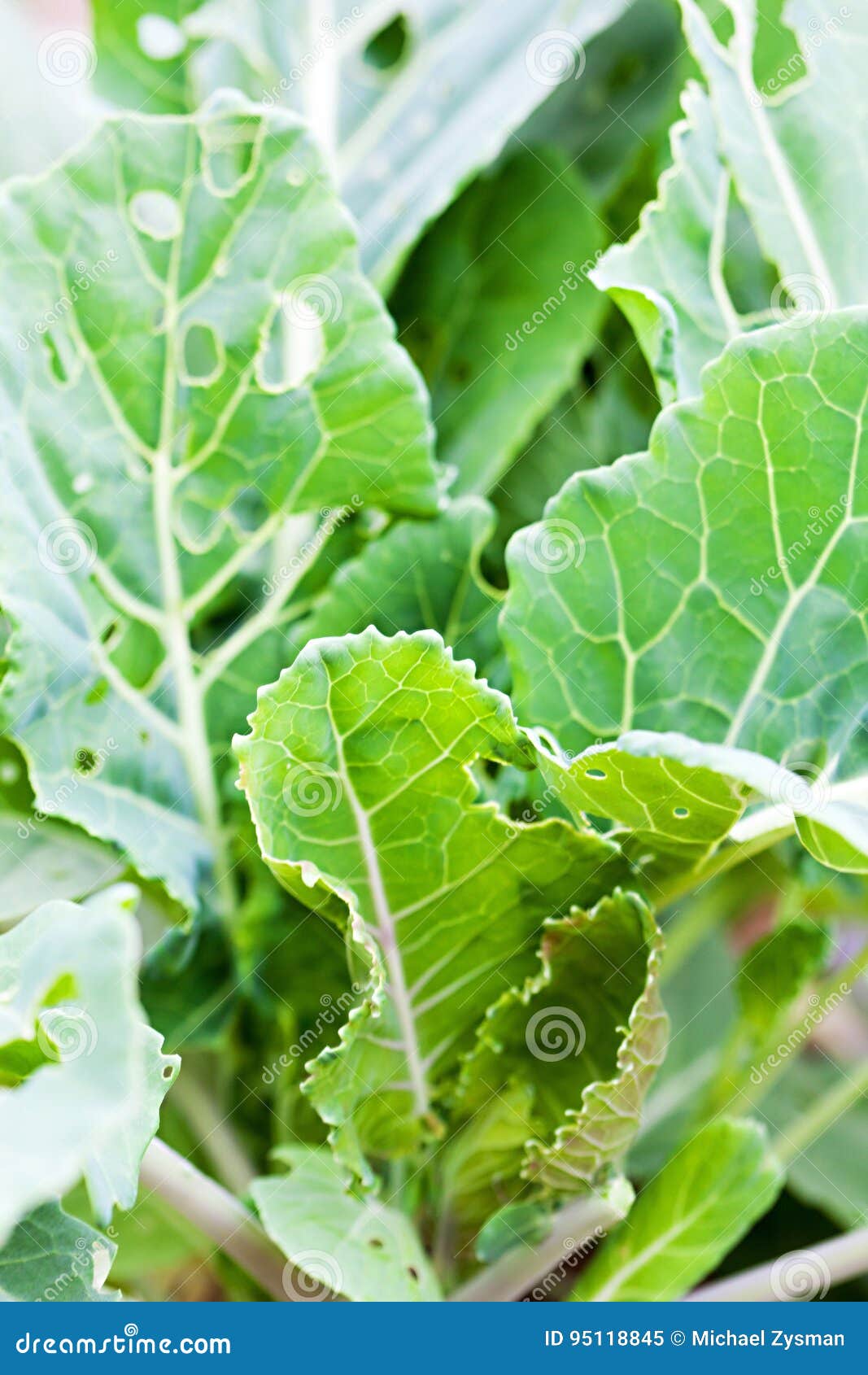 Organic Leafy Greens stock image. Image of growth, gardening 95118845