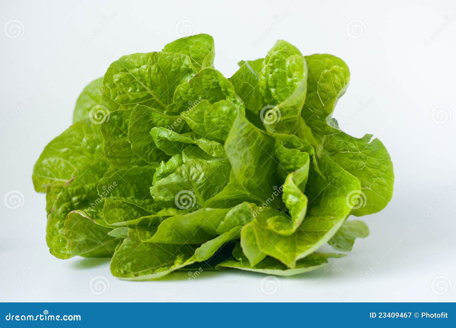 Organic lettuce stock image. Image of leaf, healthy, ingredient 23409467