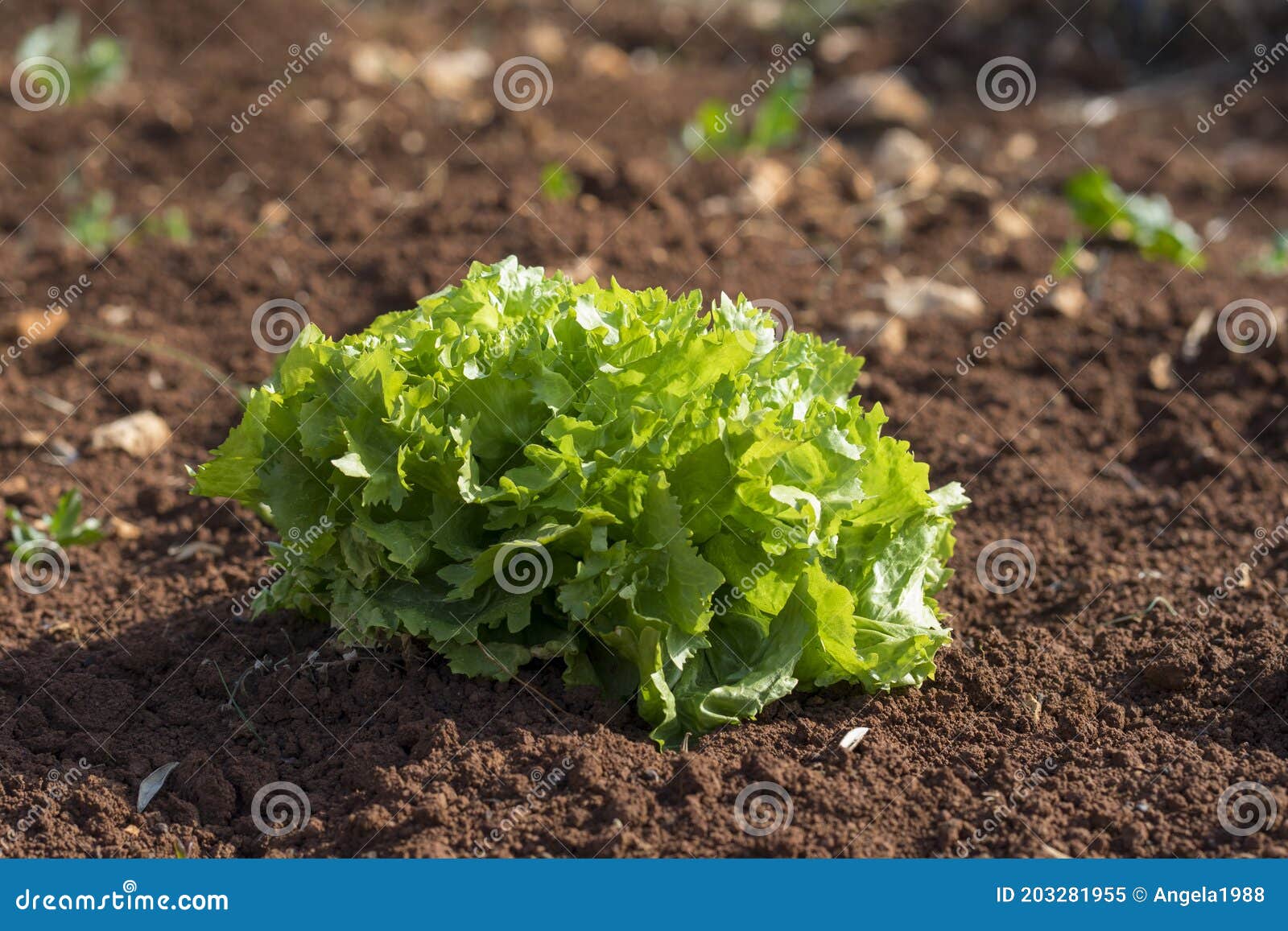 organic green salad
