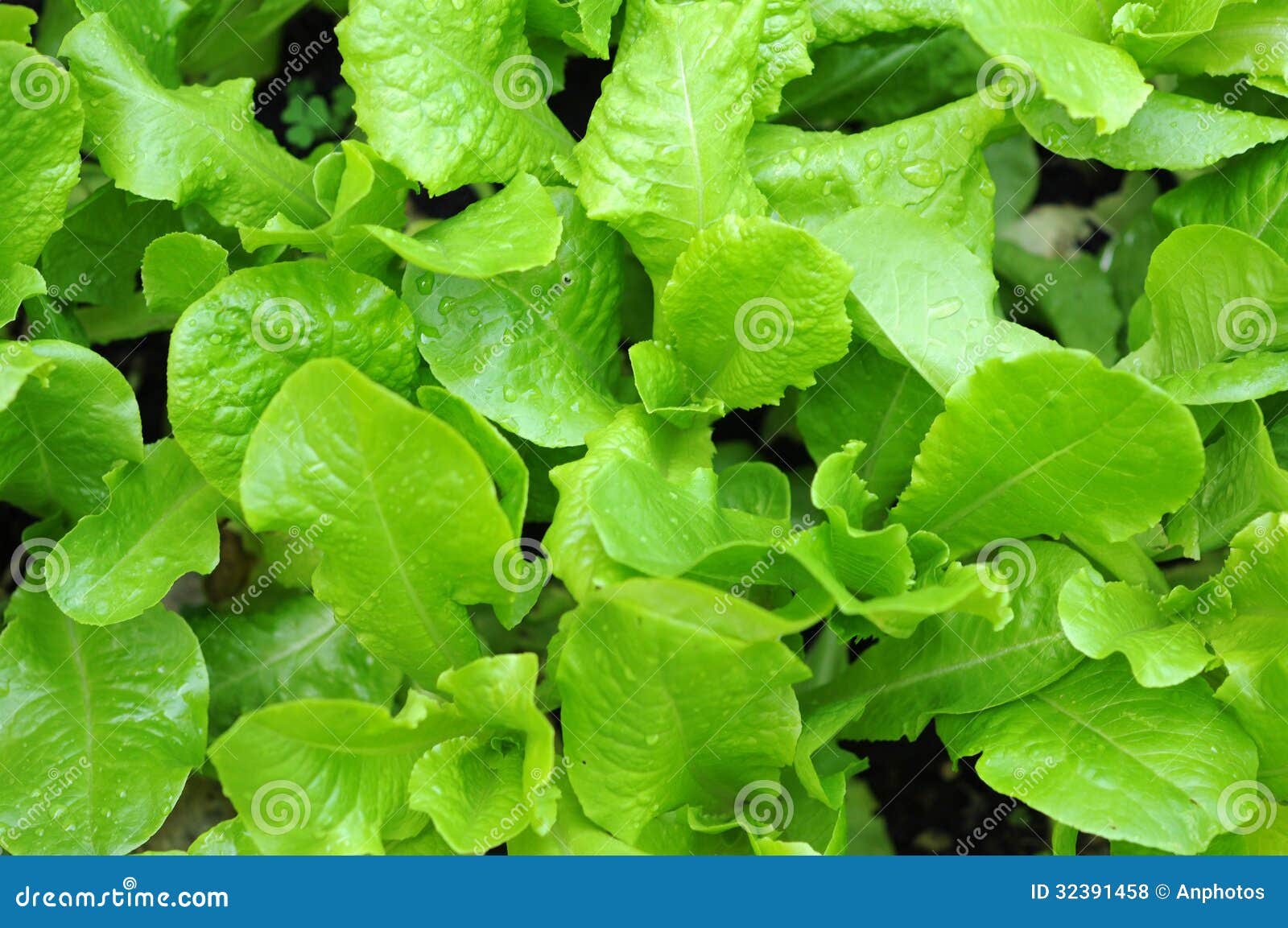 Organic lettuce plant stock photo. Image of kitchen, lettuce 32391458
