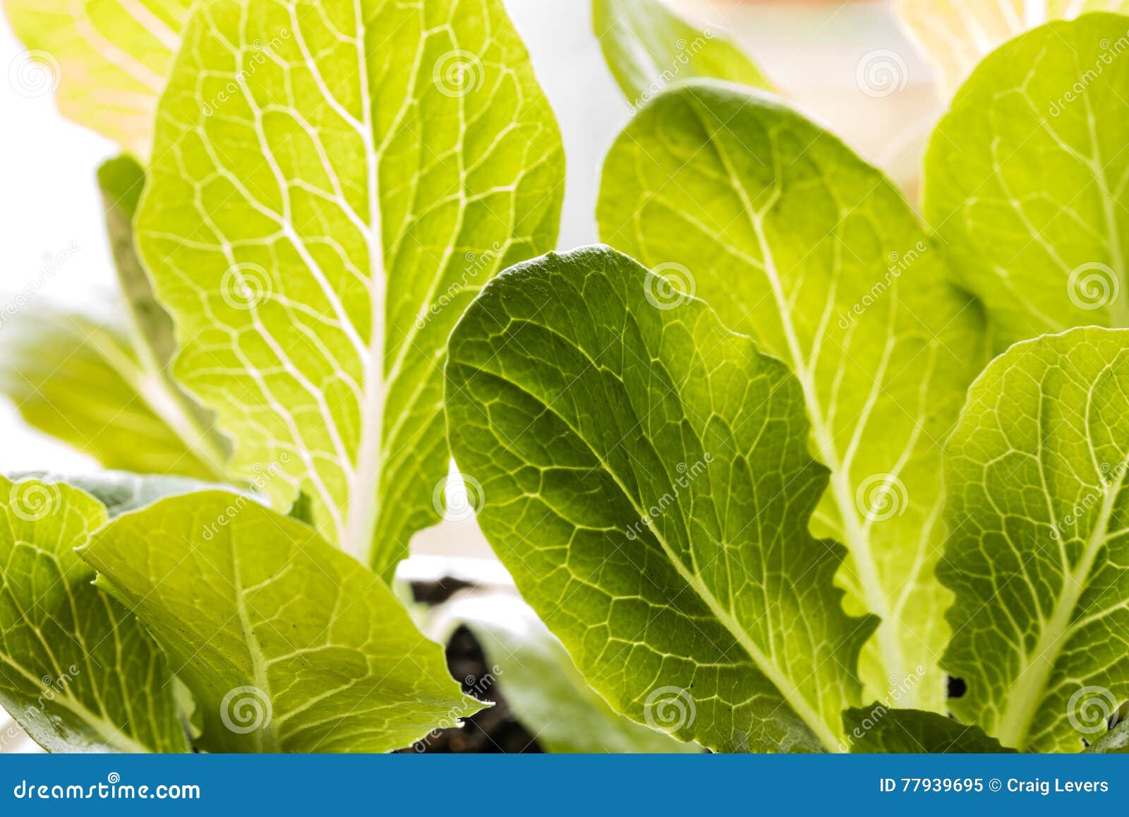 Organic Lettuce stock image. Image of garden, diet, healthy 77939695