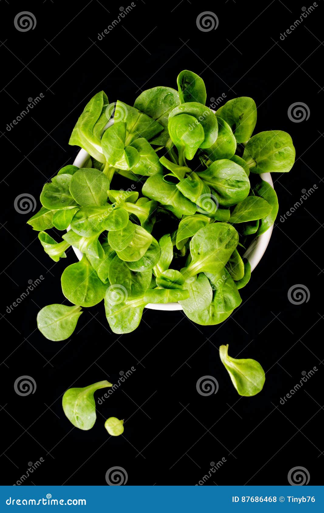 Organic Mache Lettuce, Corn Salad Stock Photo Image of lambs